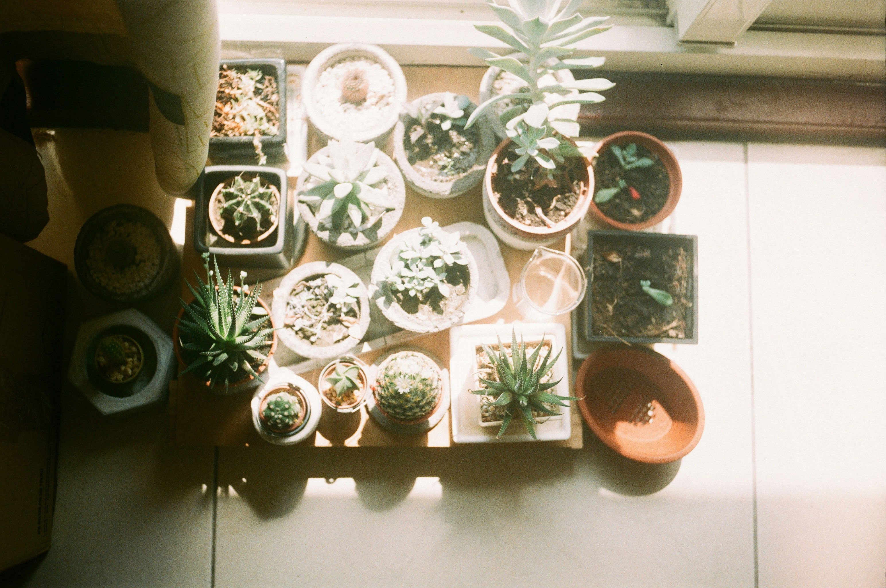 Collection of potted succulents on a windowsill