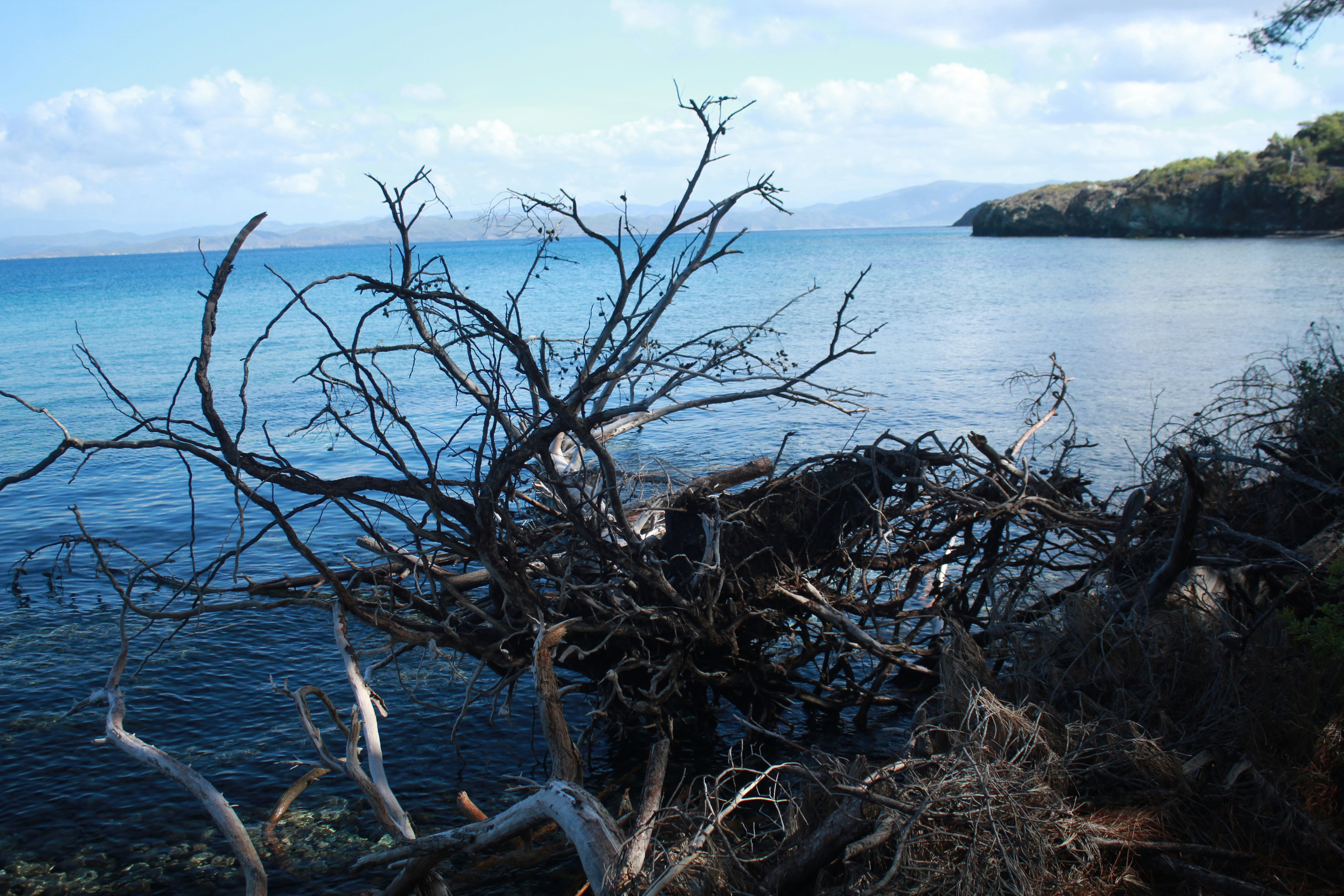 Dead tree branches on a rocky coast overlooking the sea