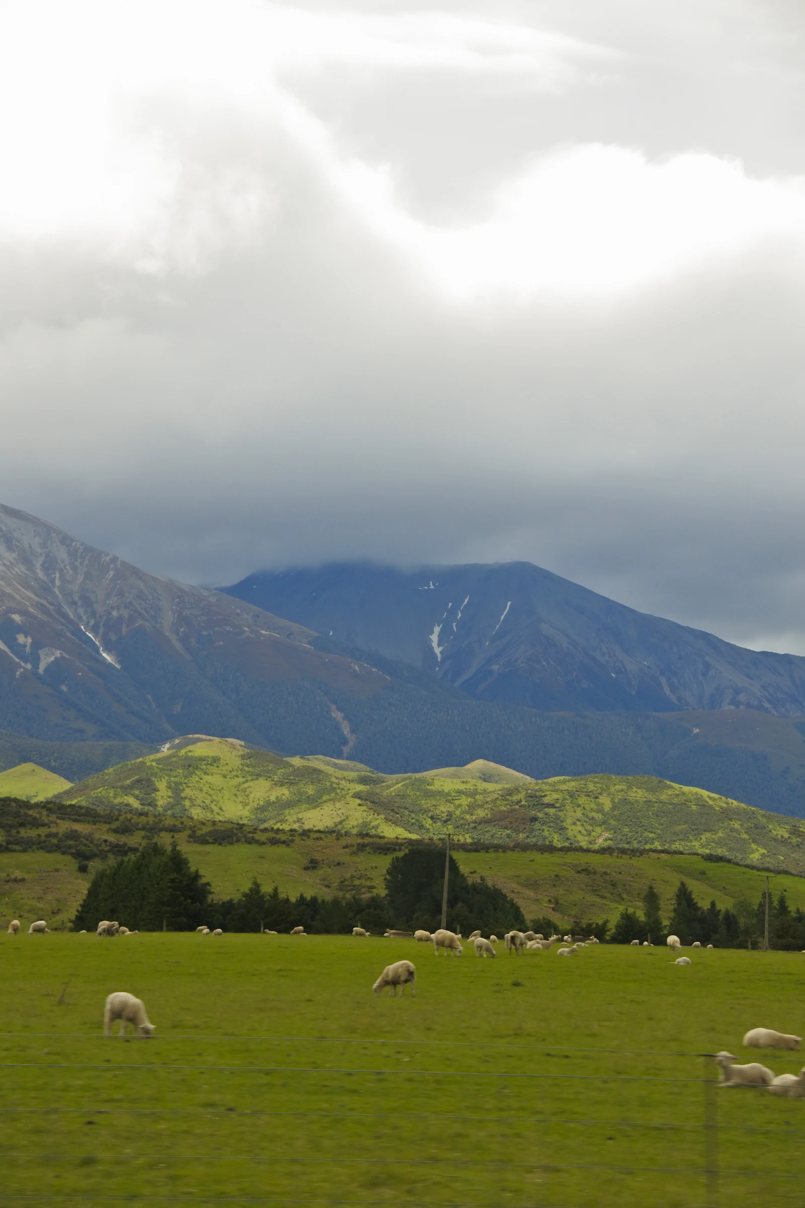 Sheep grazing on green New Zealand farmland with mountains behind