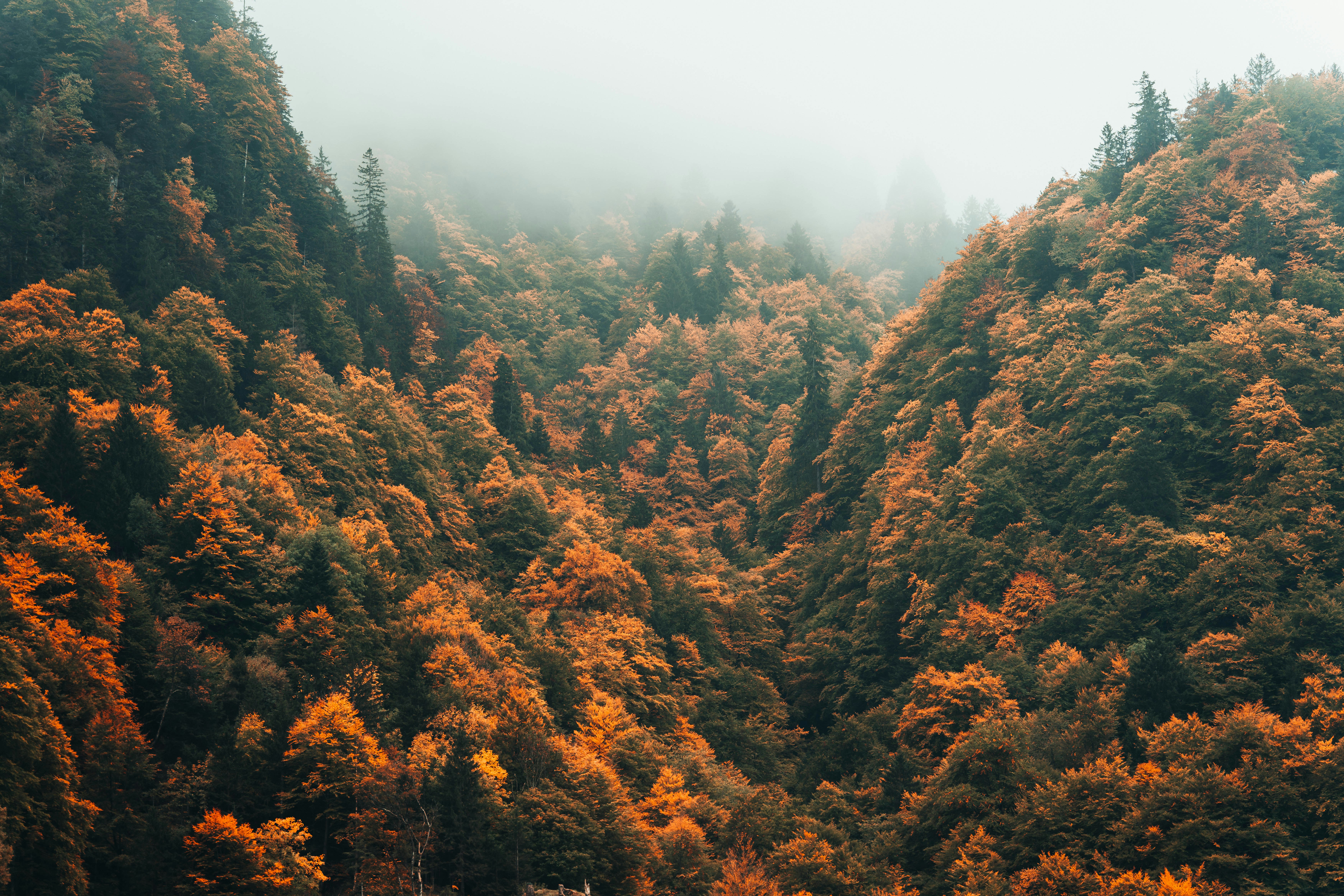 Photo by jonasdegener