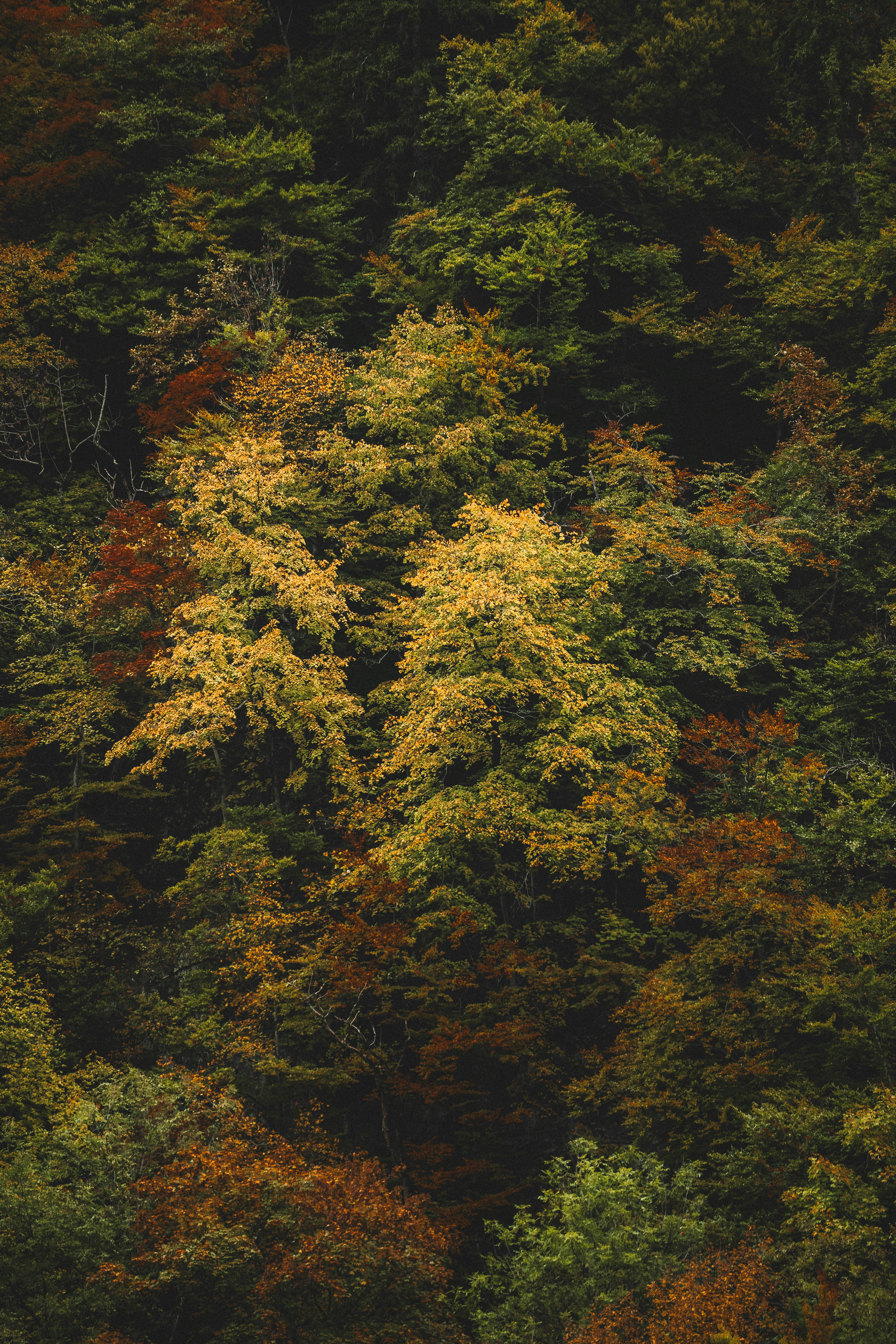 Photo by jonasdegener