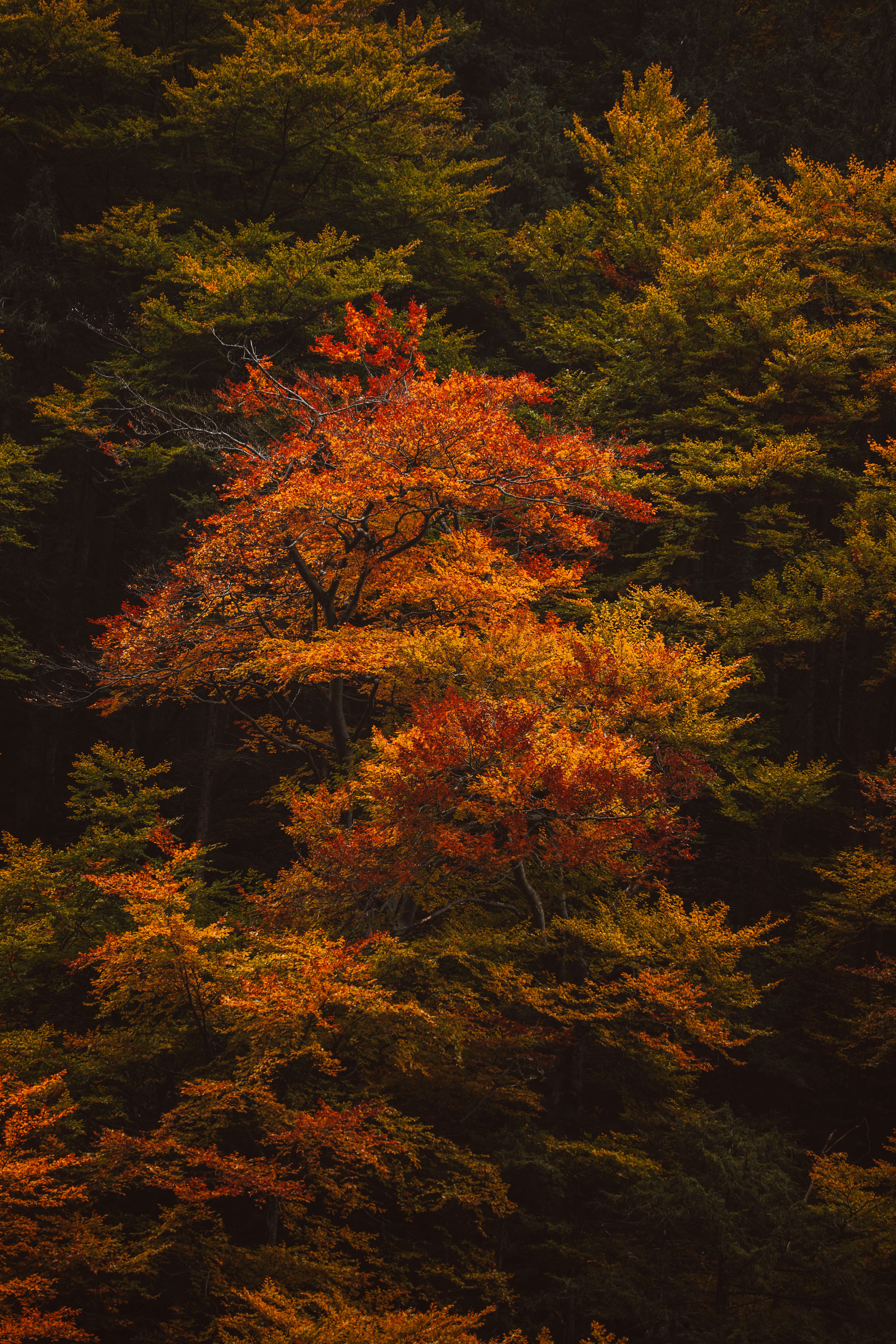 Photo by jonasdegener