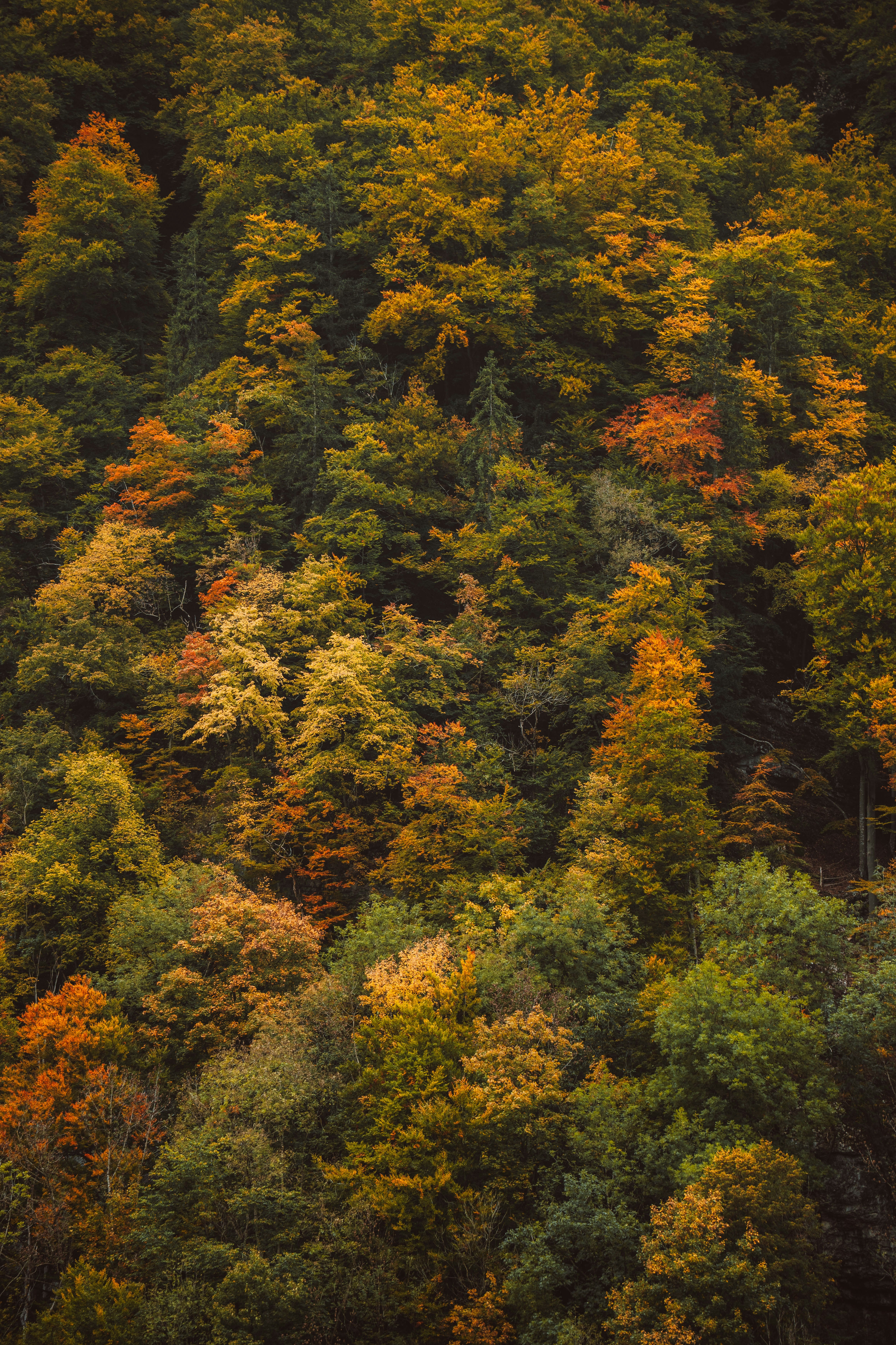 Photo by jonasdegener