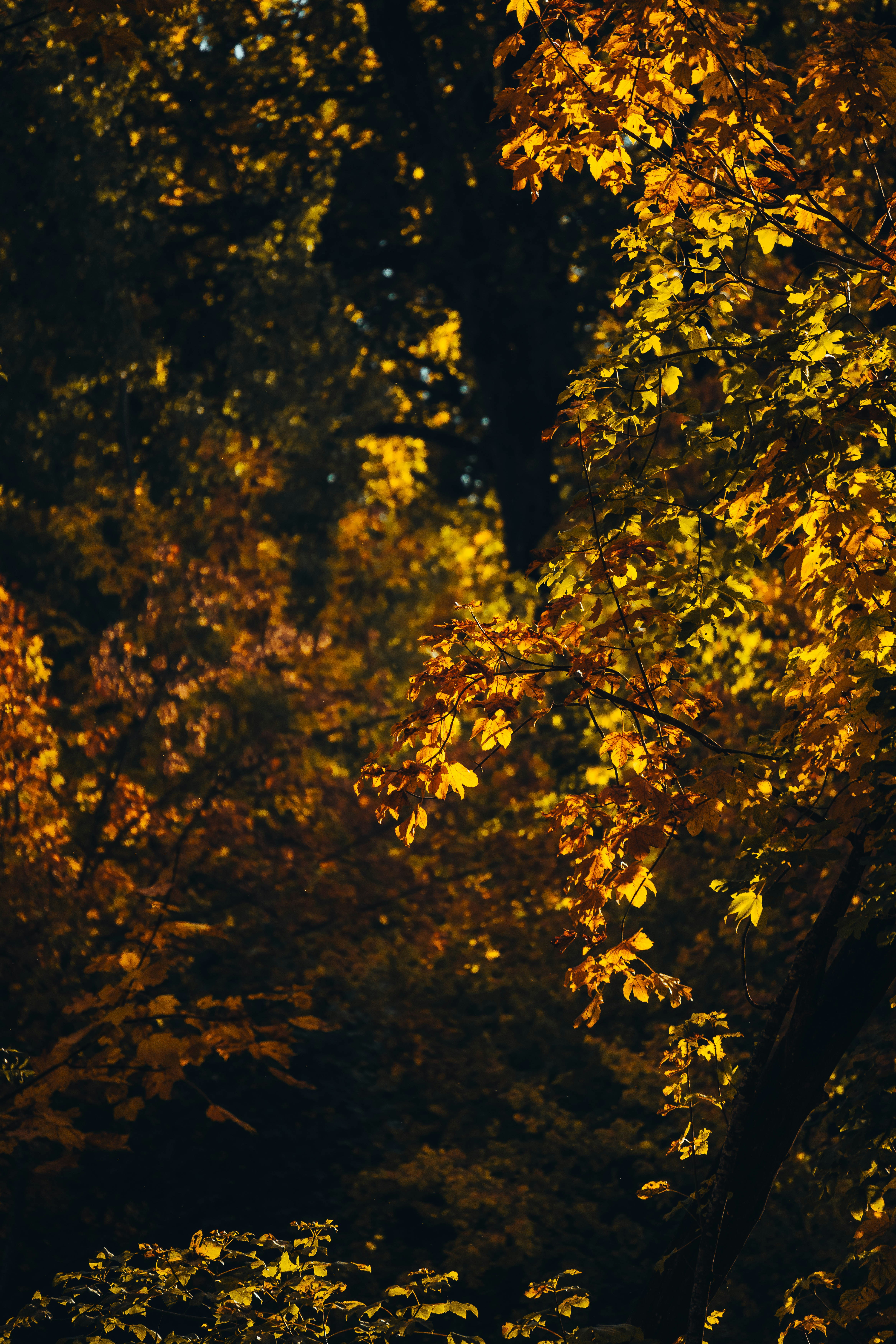 Photo by jonasdegener