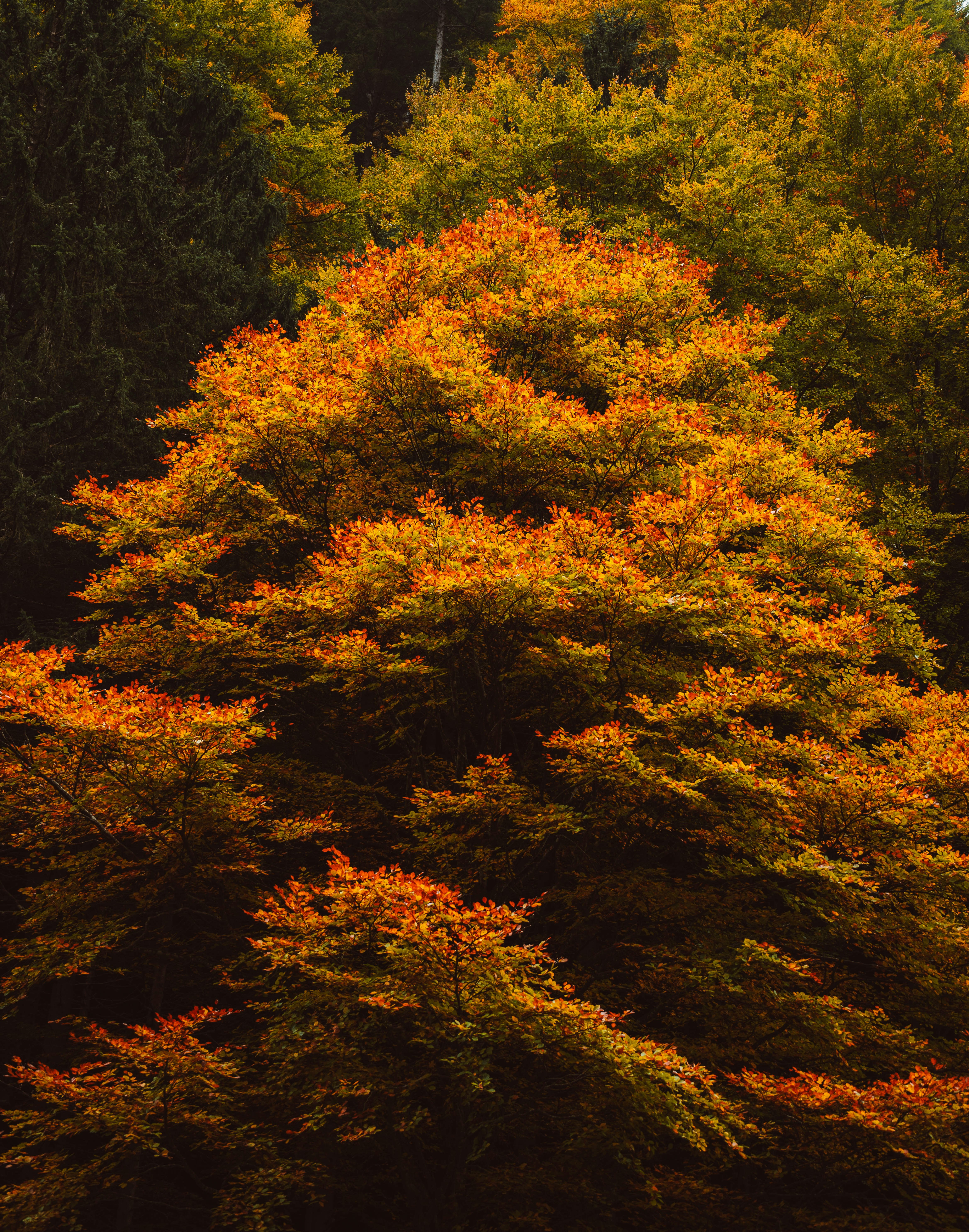 Photo by jonasdegener