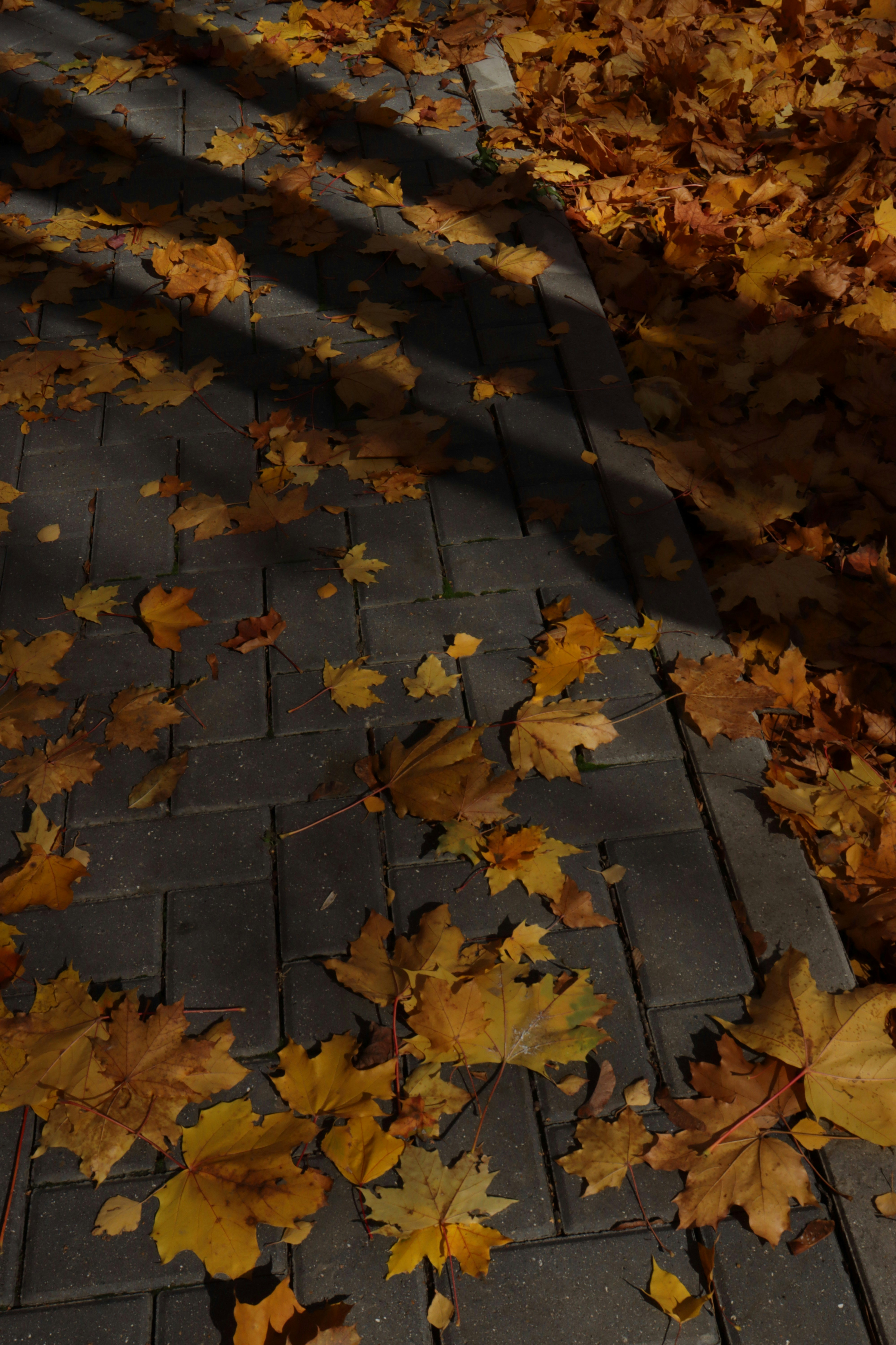 Photo by bored_mongoose