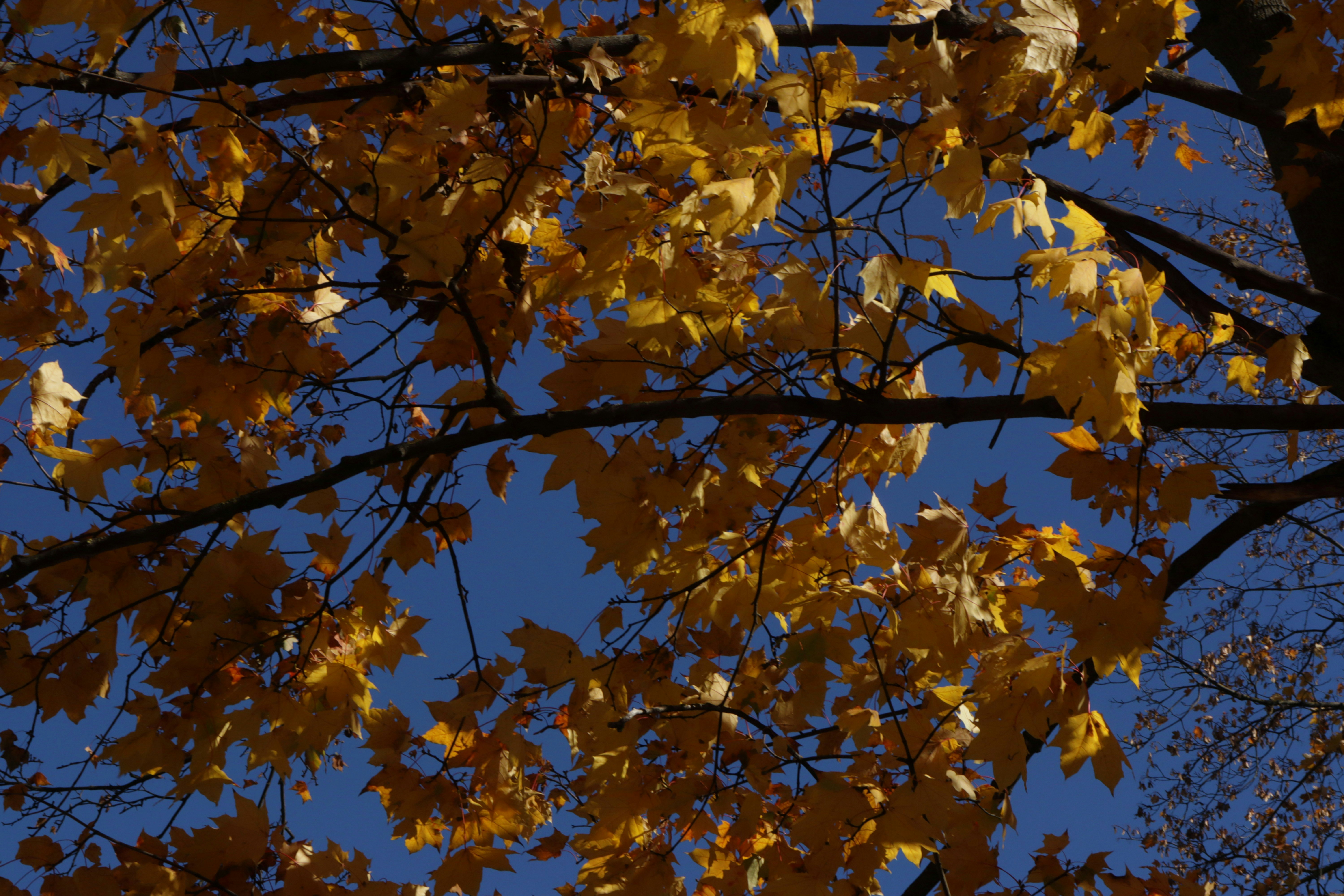 Photo by bored_mongoose