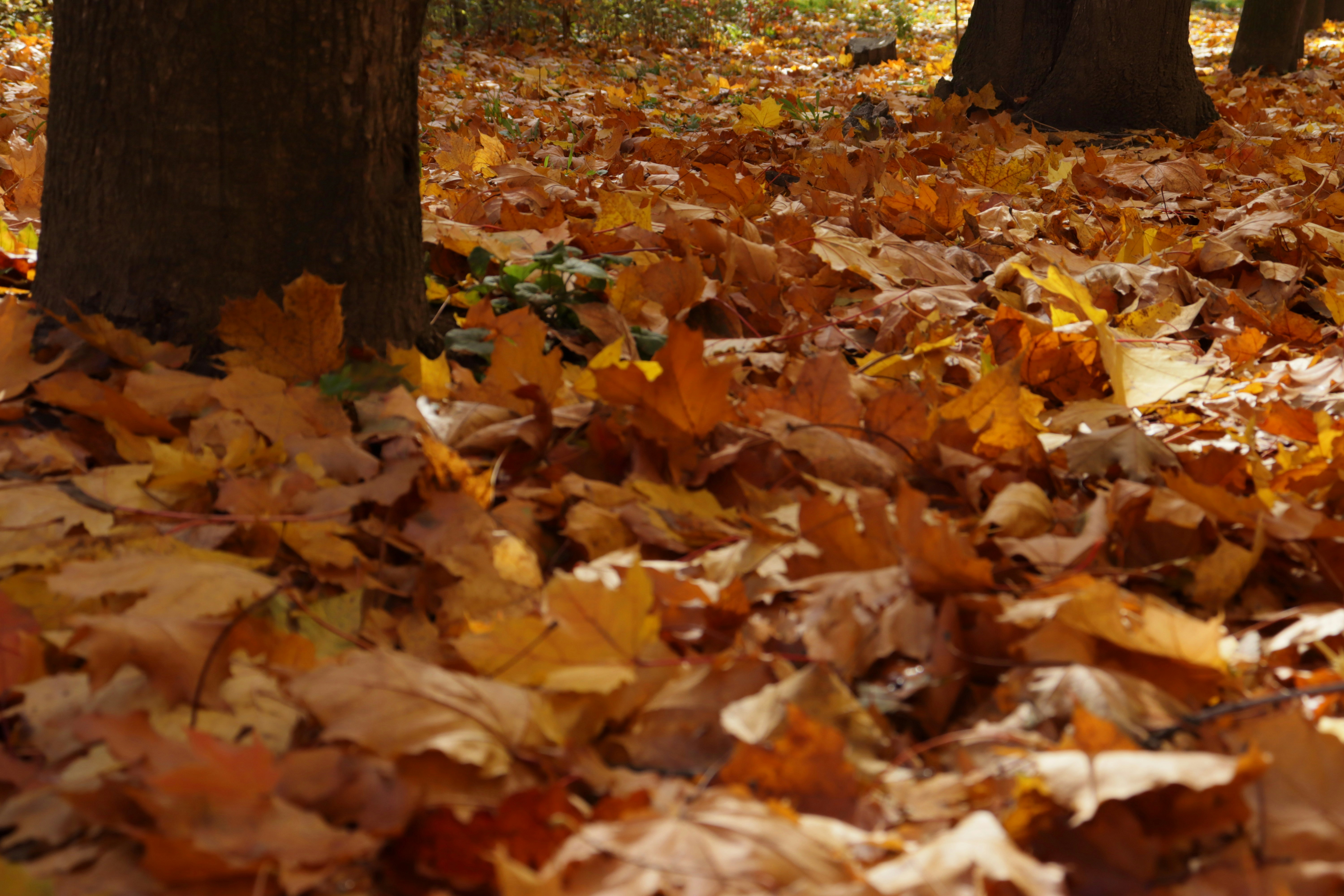 Photo by bored_mongoose