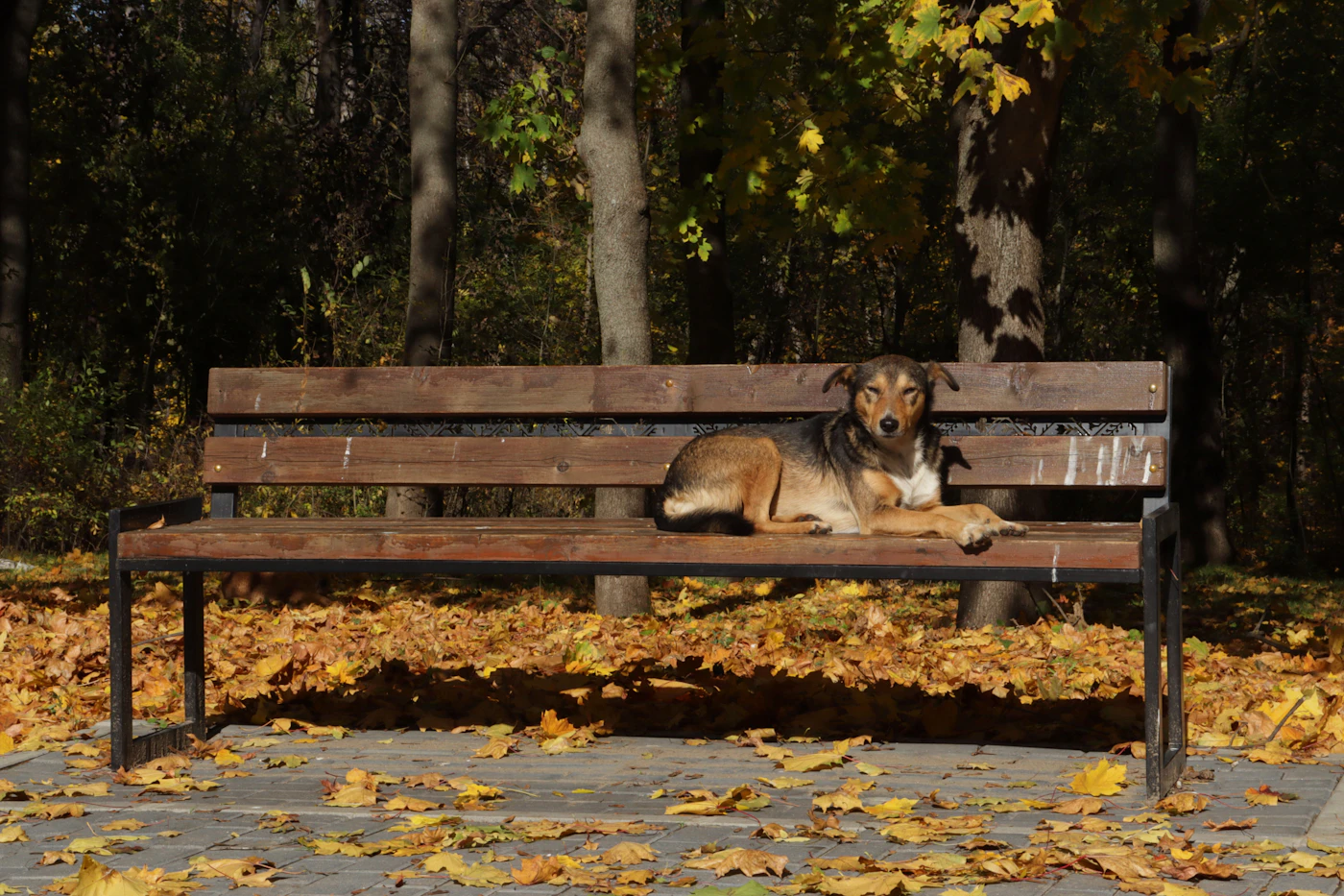 A single calm dog resting on a wooden park bench surrounded by fallen autumn leaves