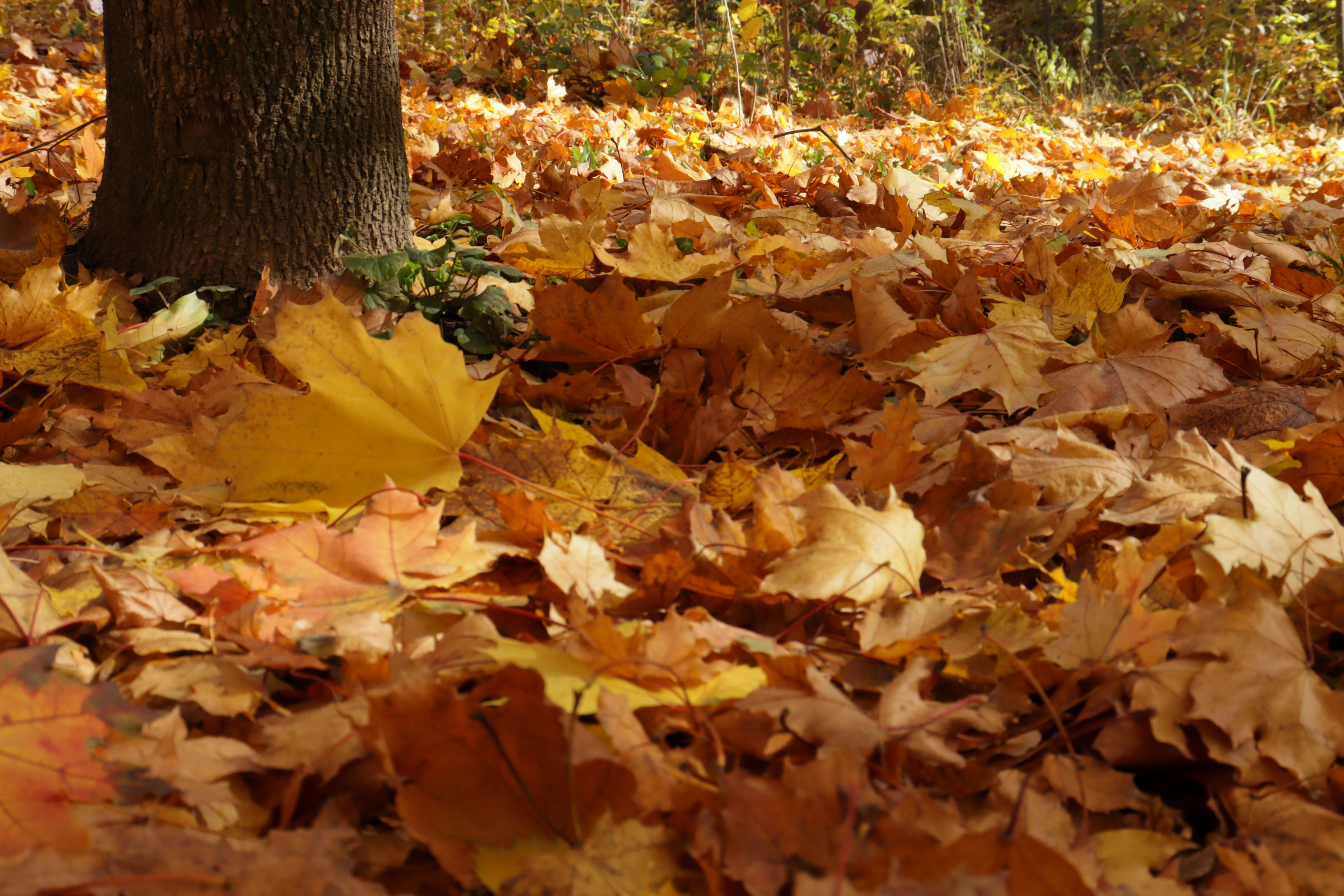 Letting the Leaves Fall