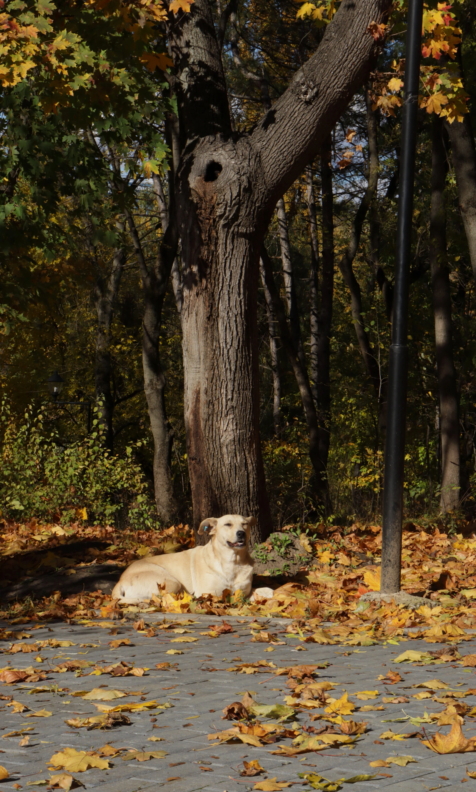 A dog resting among fallen autumn leaves by a tree in New England