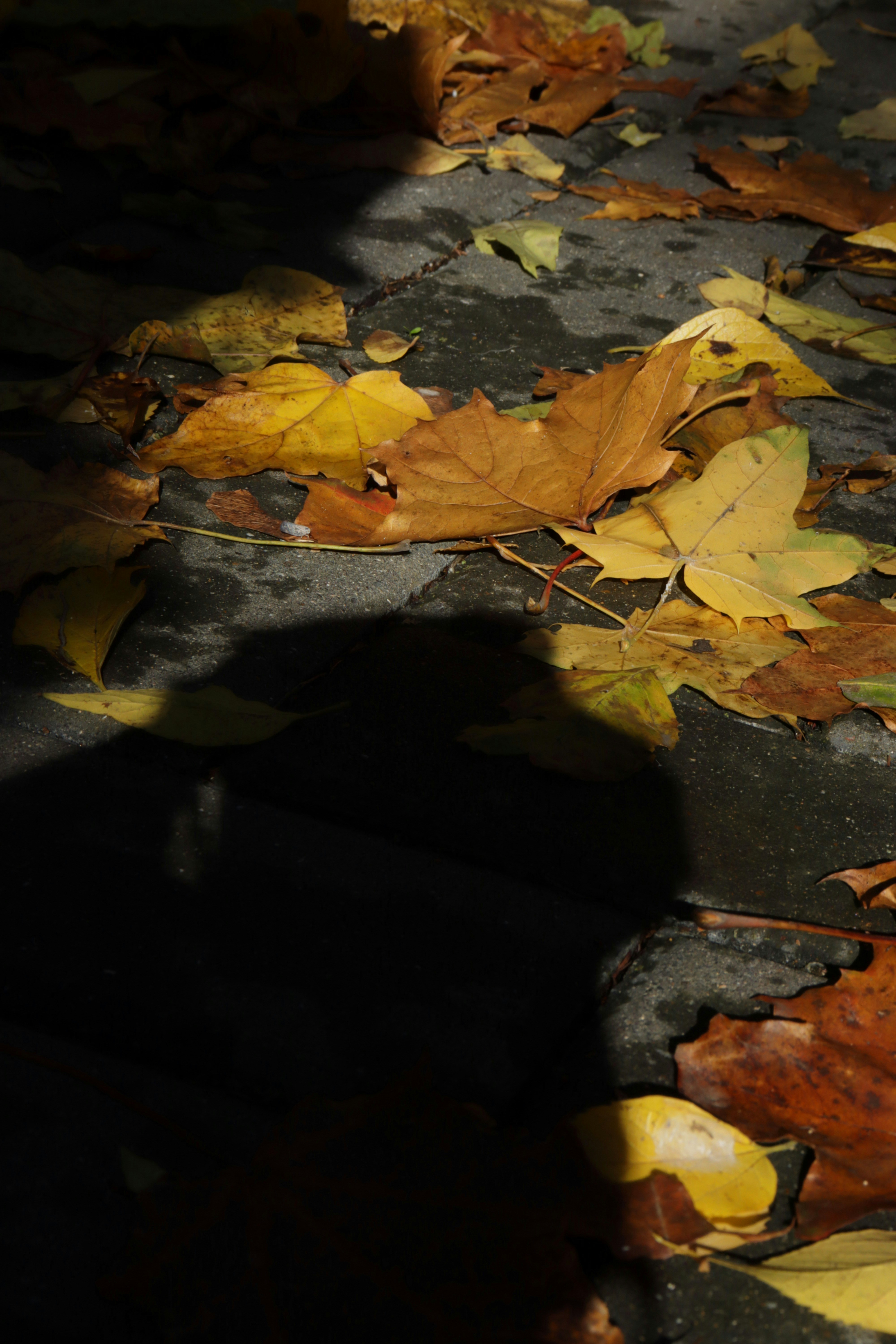 Photo by bored_mongoose