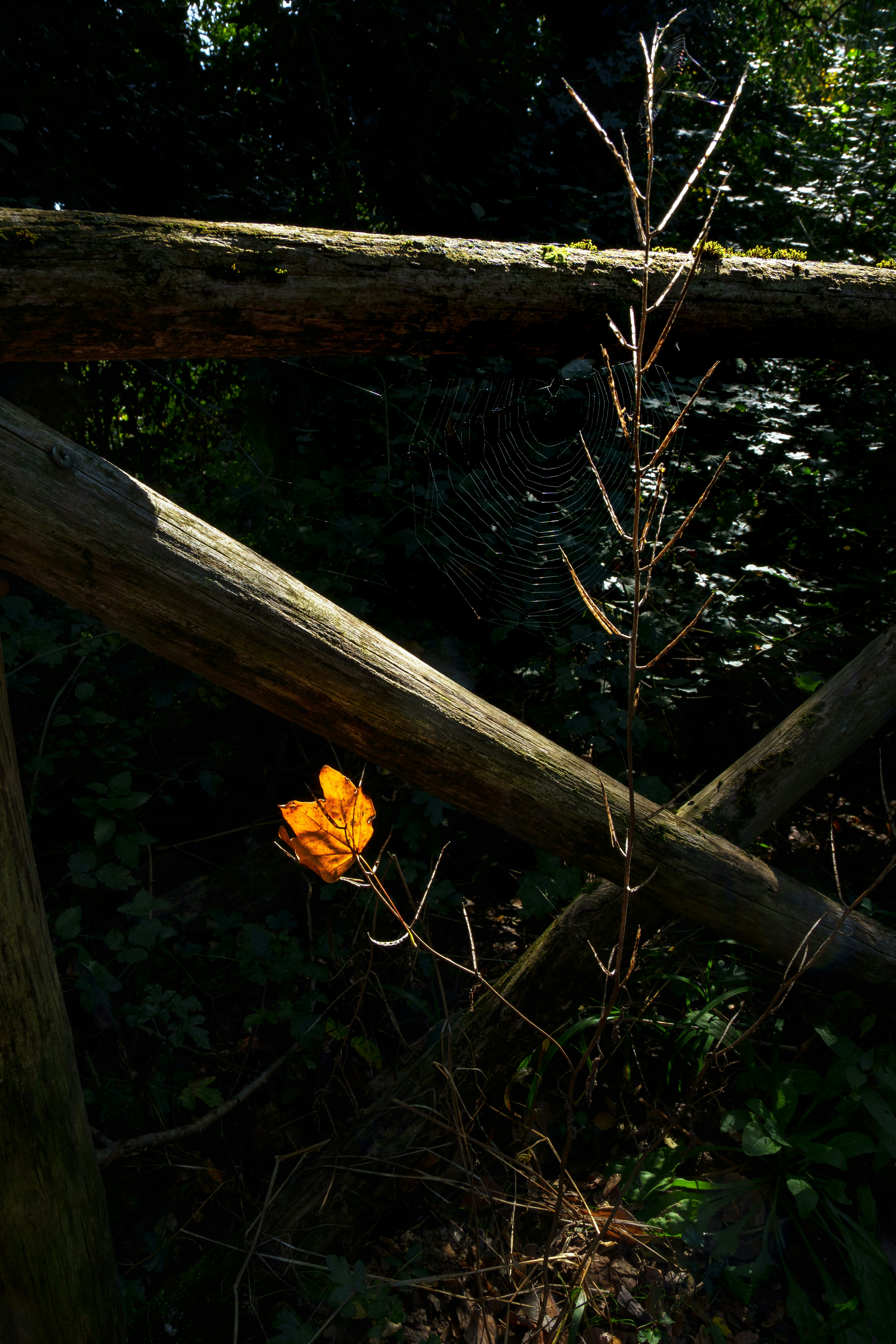 A single orange leaf on a bare branch.