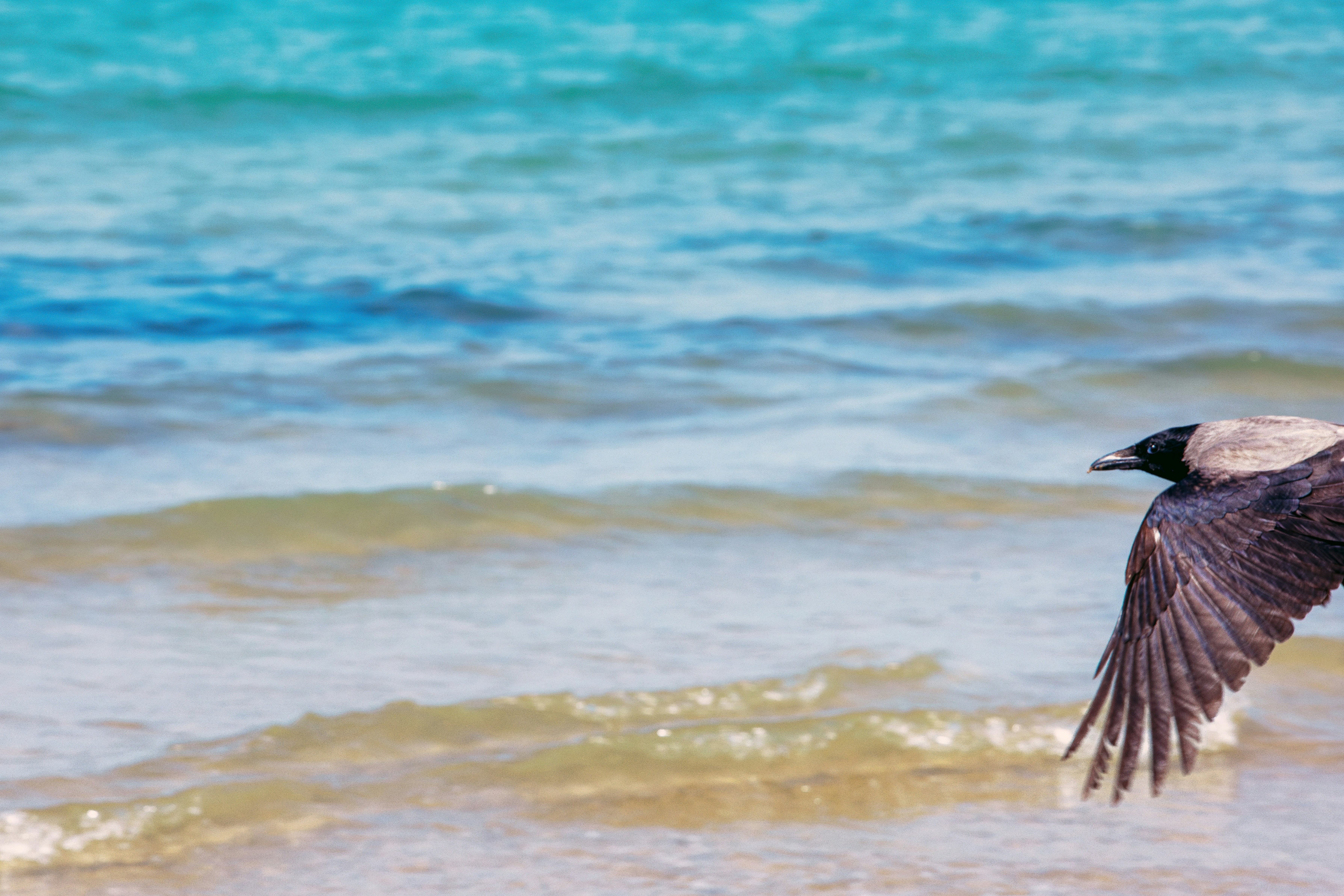 A bird flies over the ocean waves