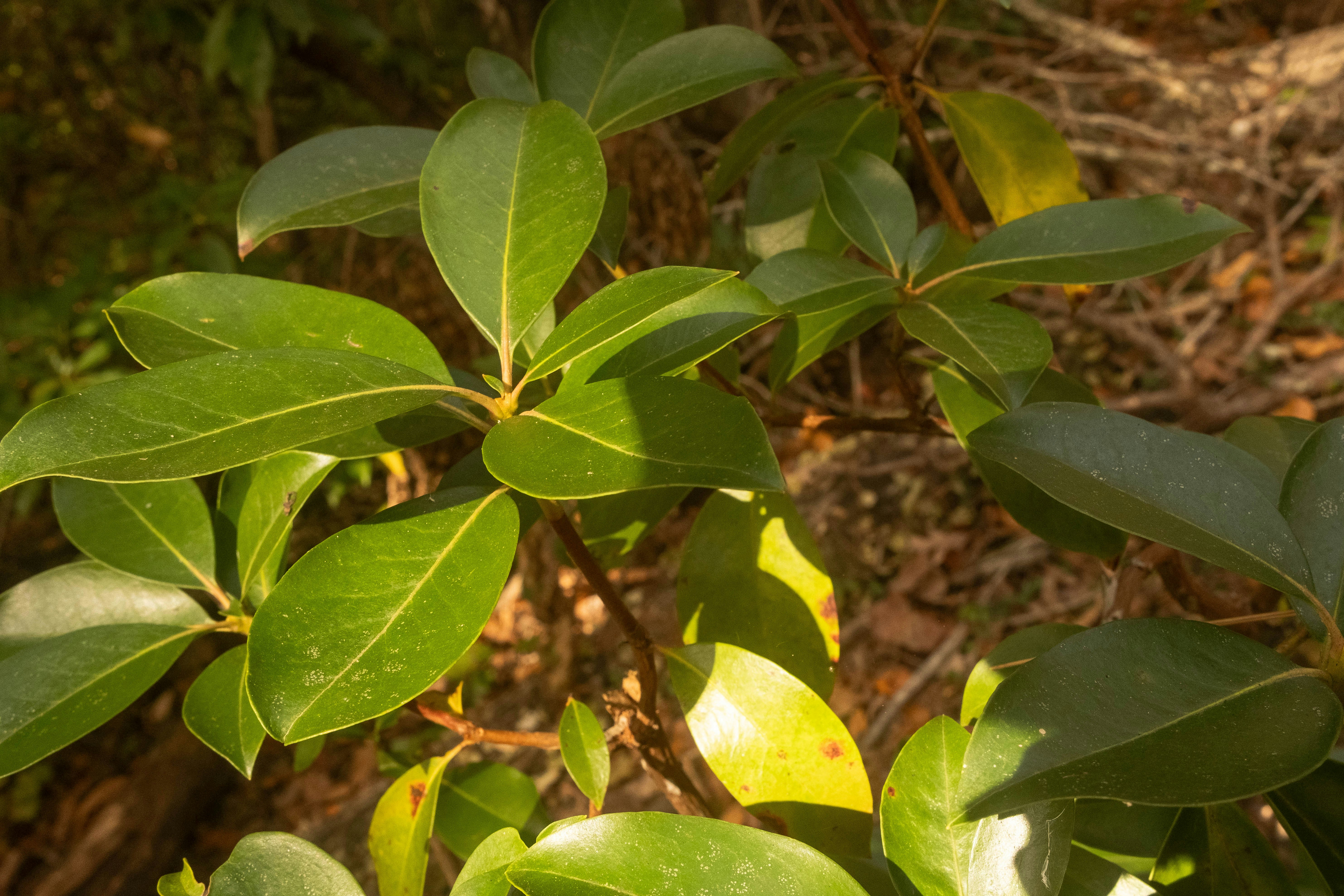 Photo by thejustinhall