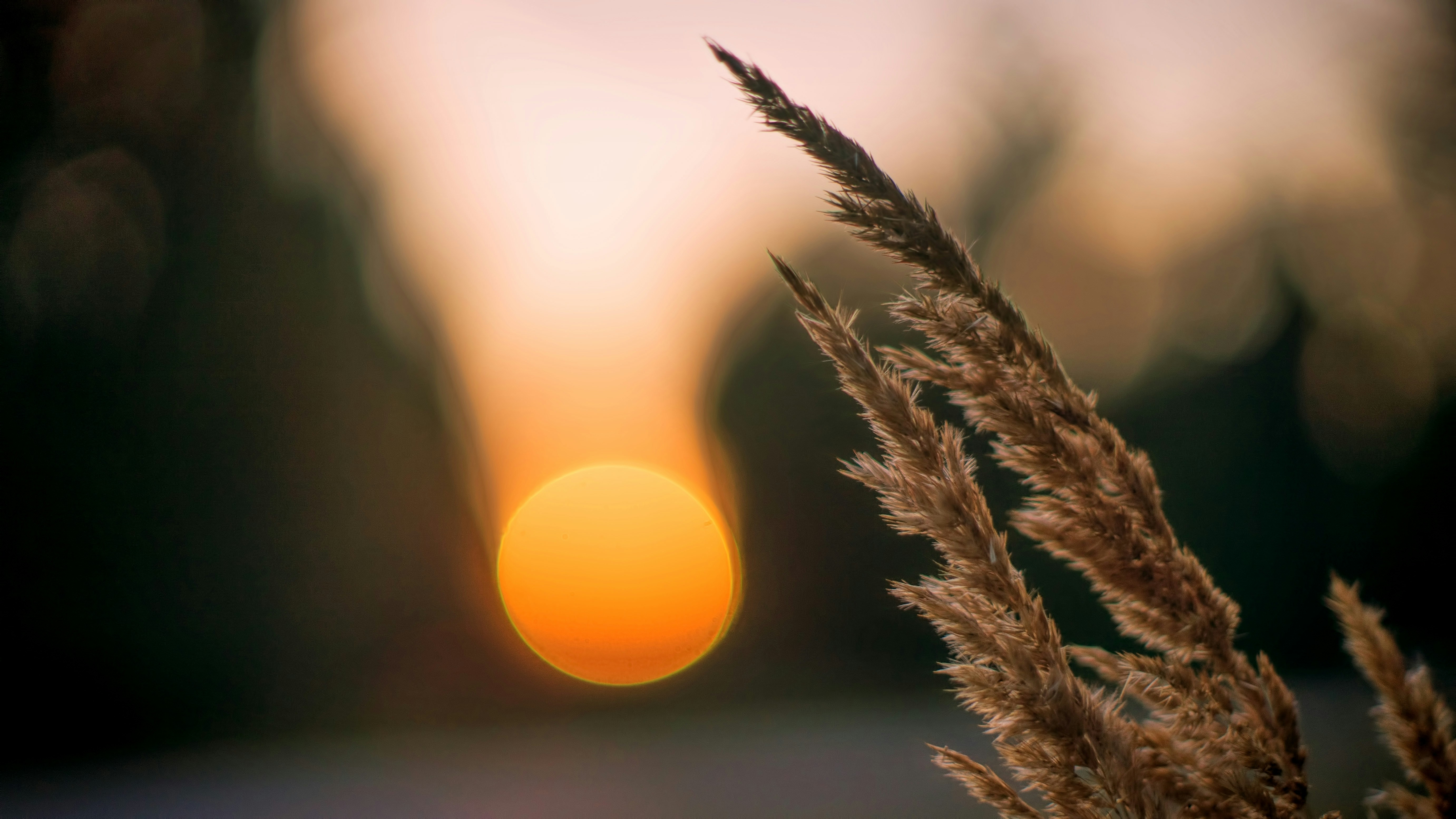 Golden sun behind a dry grass stalk
