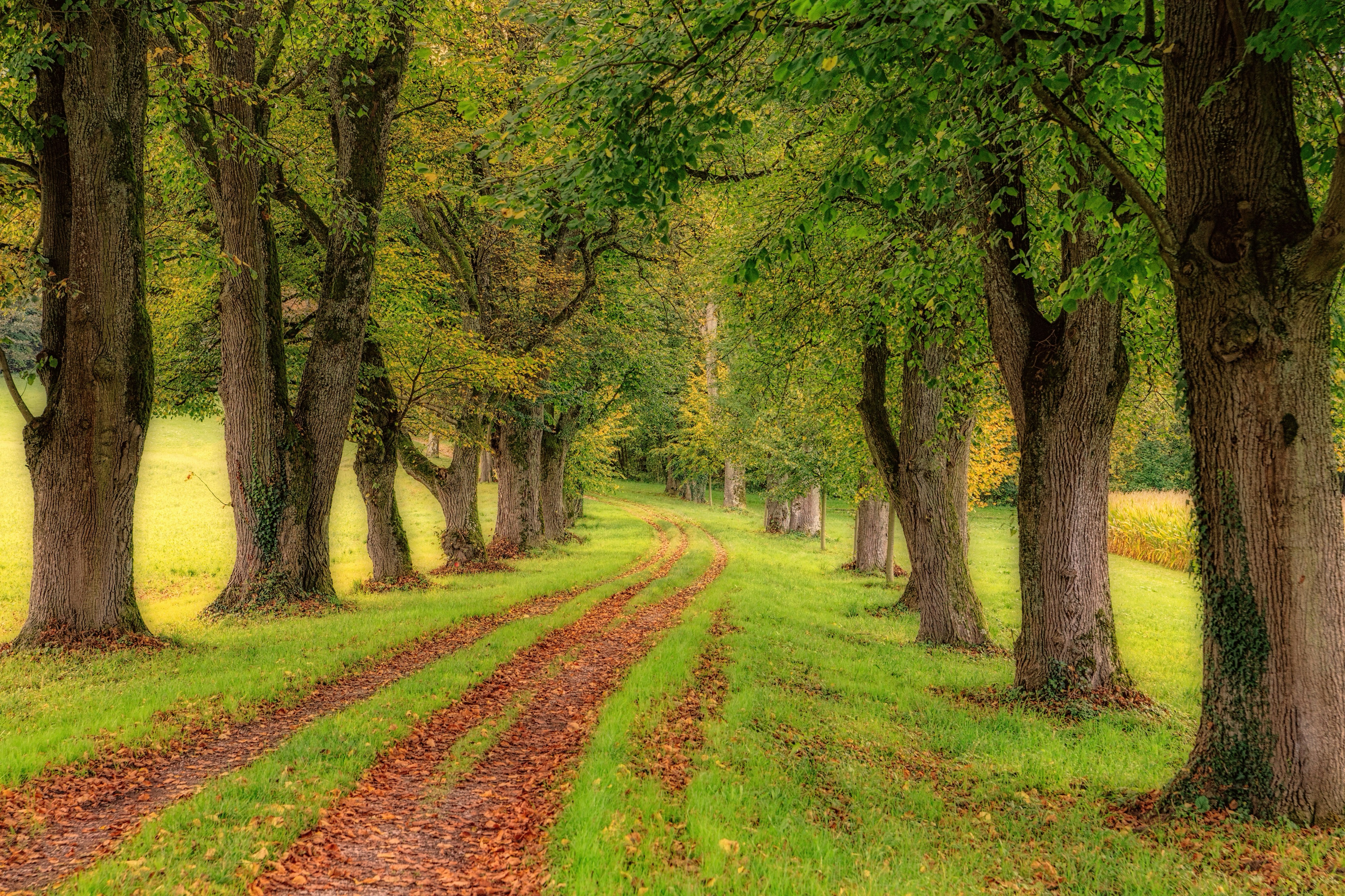 A tree-lined path with fallen autumn leaves