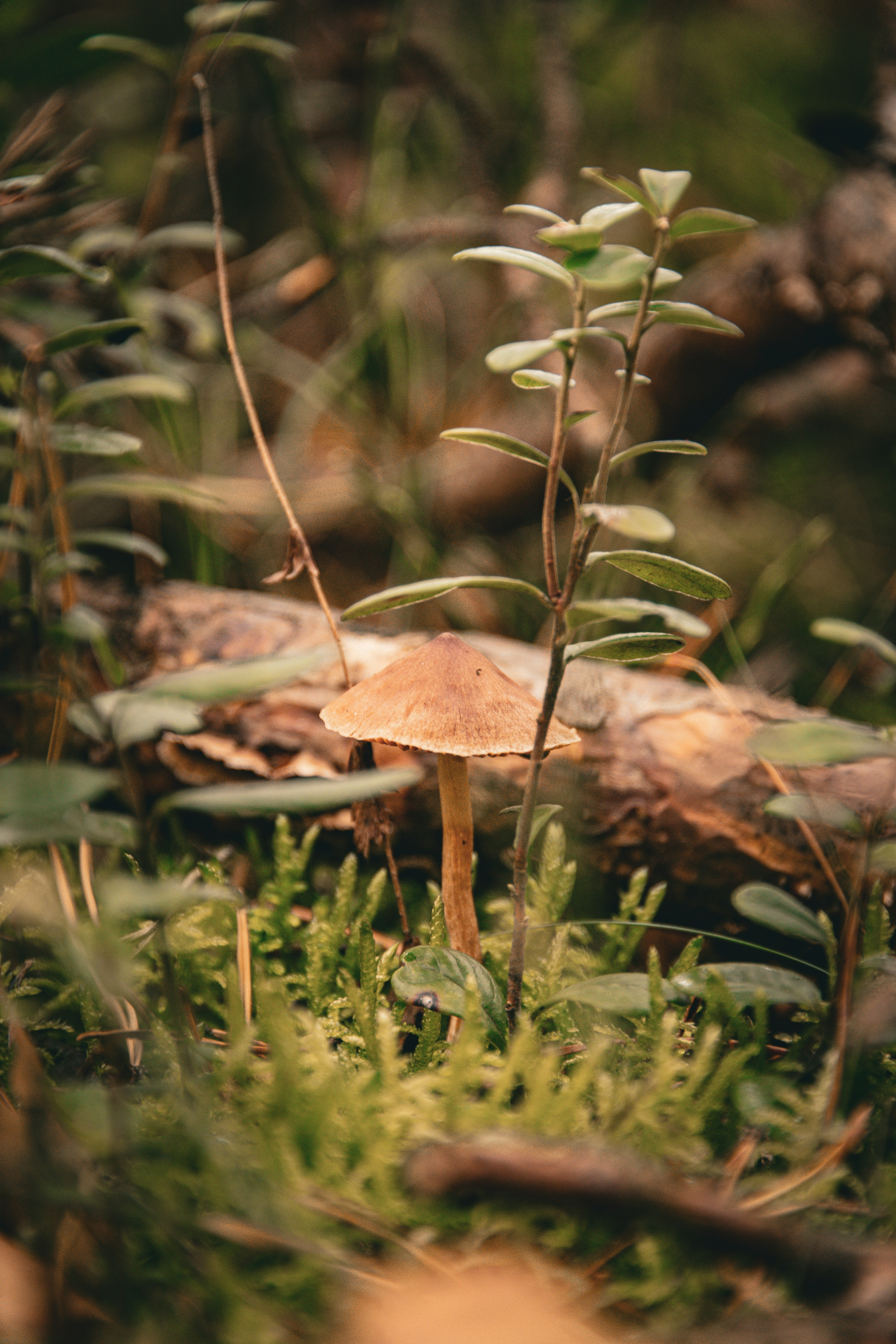 A single mushroom grows in a mossy forest floor.