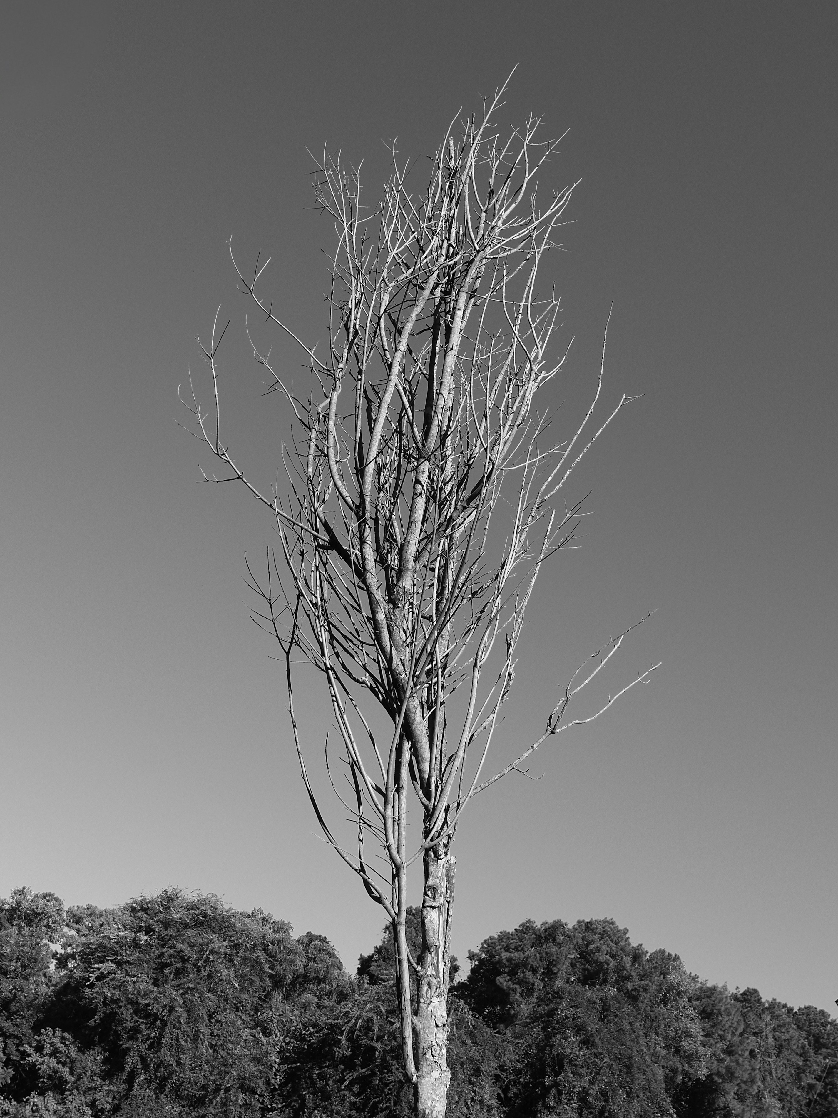 A bare tree stands against a clear sky.