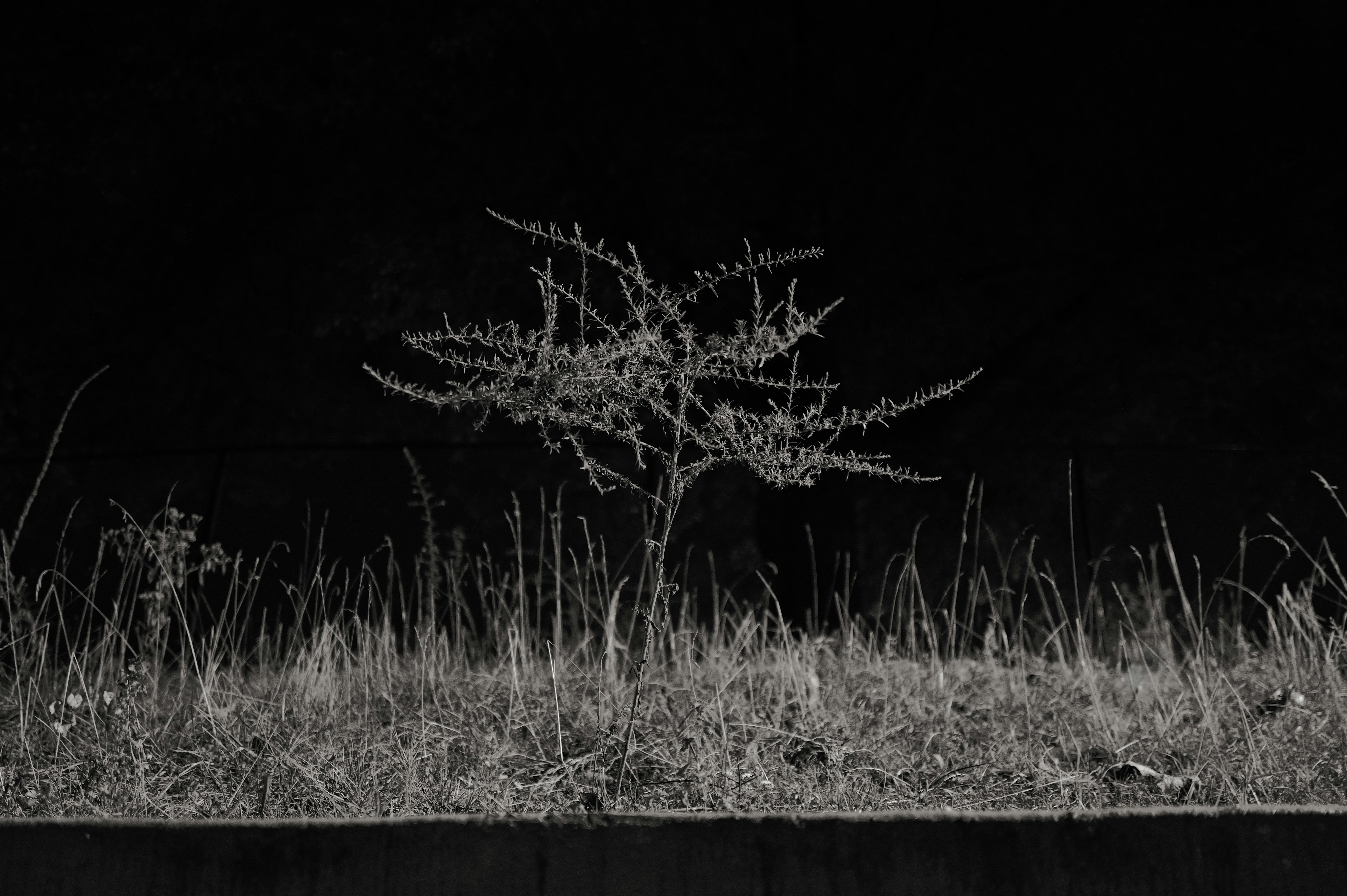 Photo by _zash_capturing