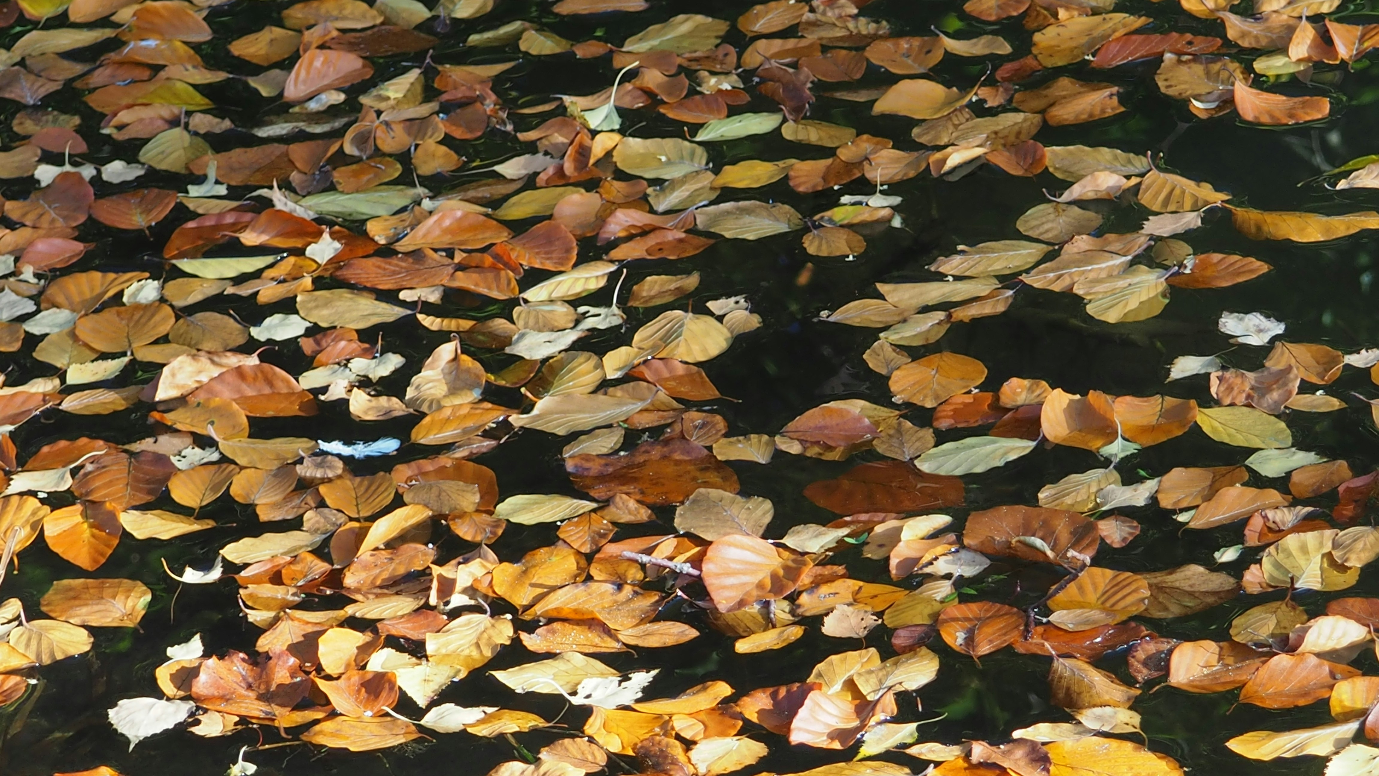 Autumn leaves floating on dark water