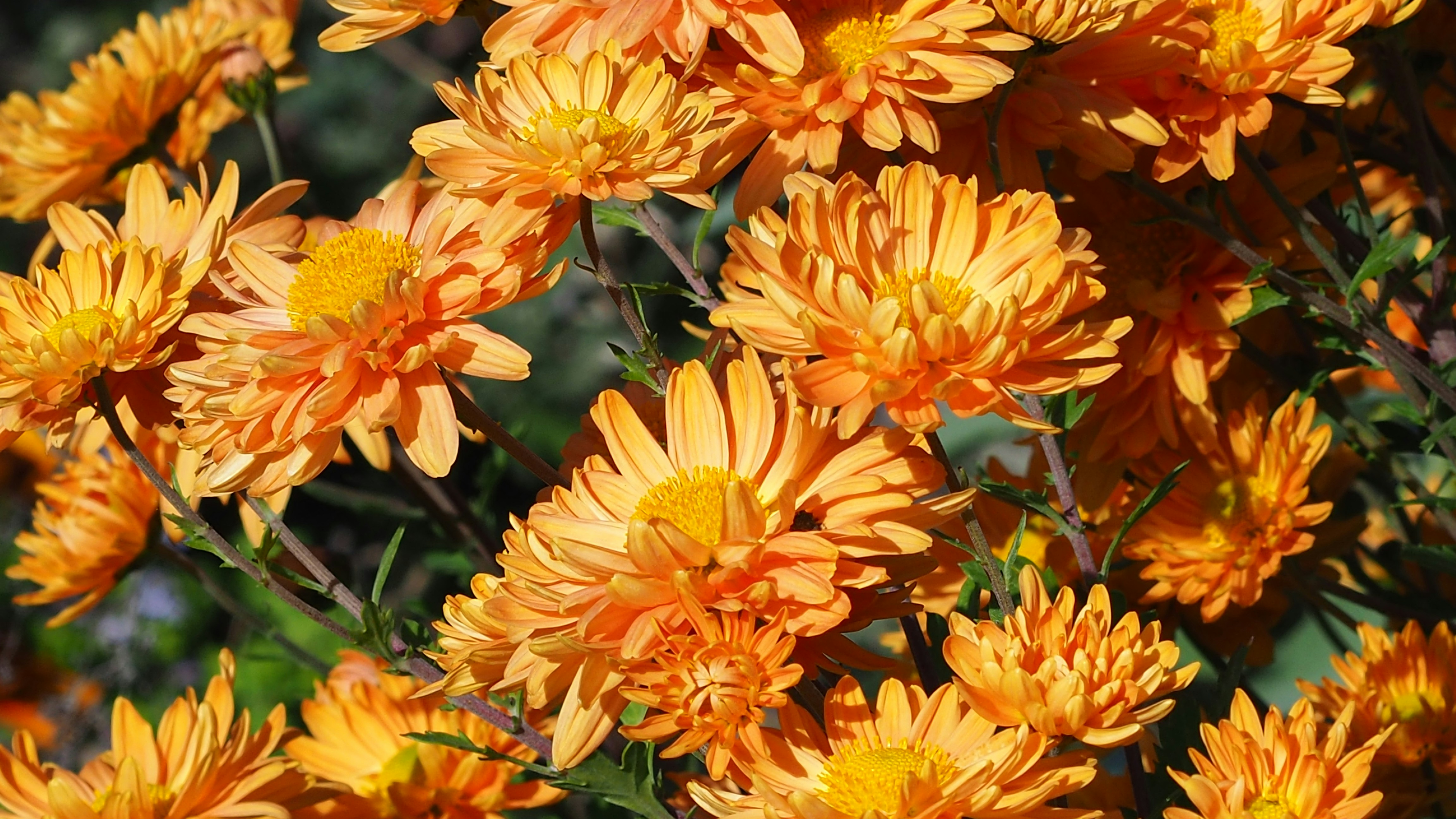 A cluster of bright orange chrysanthemums in bloom.