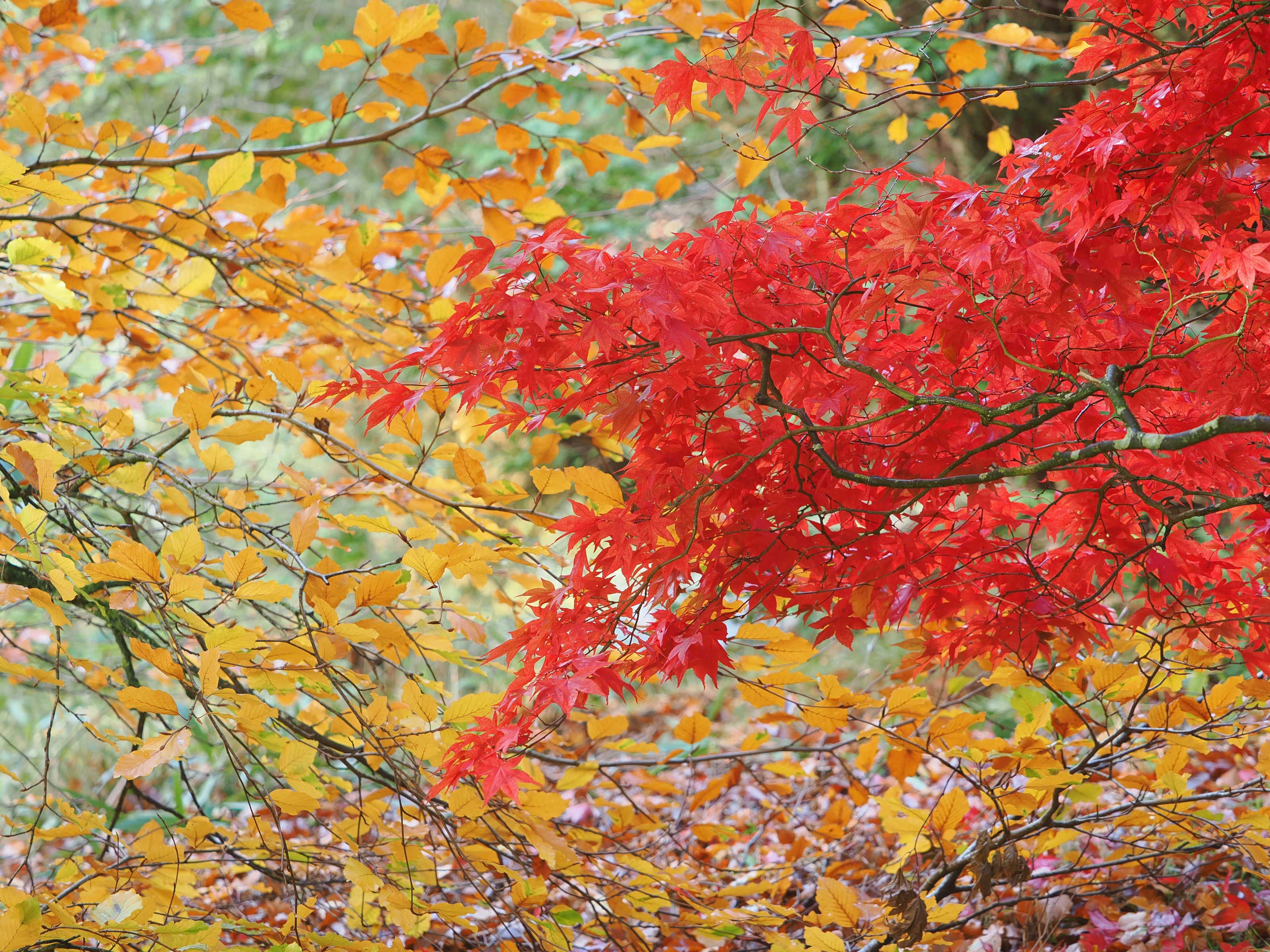 Light maple wood flooring