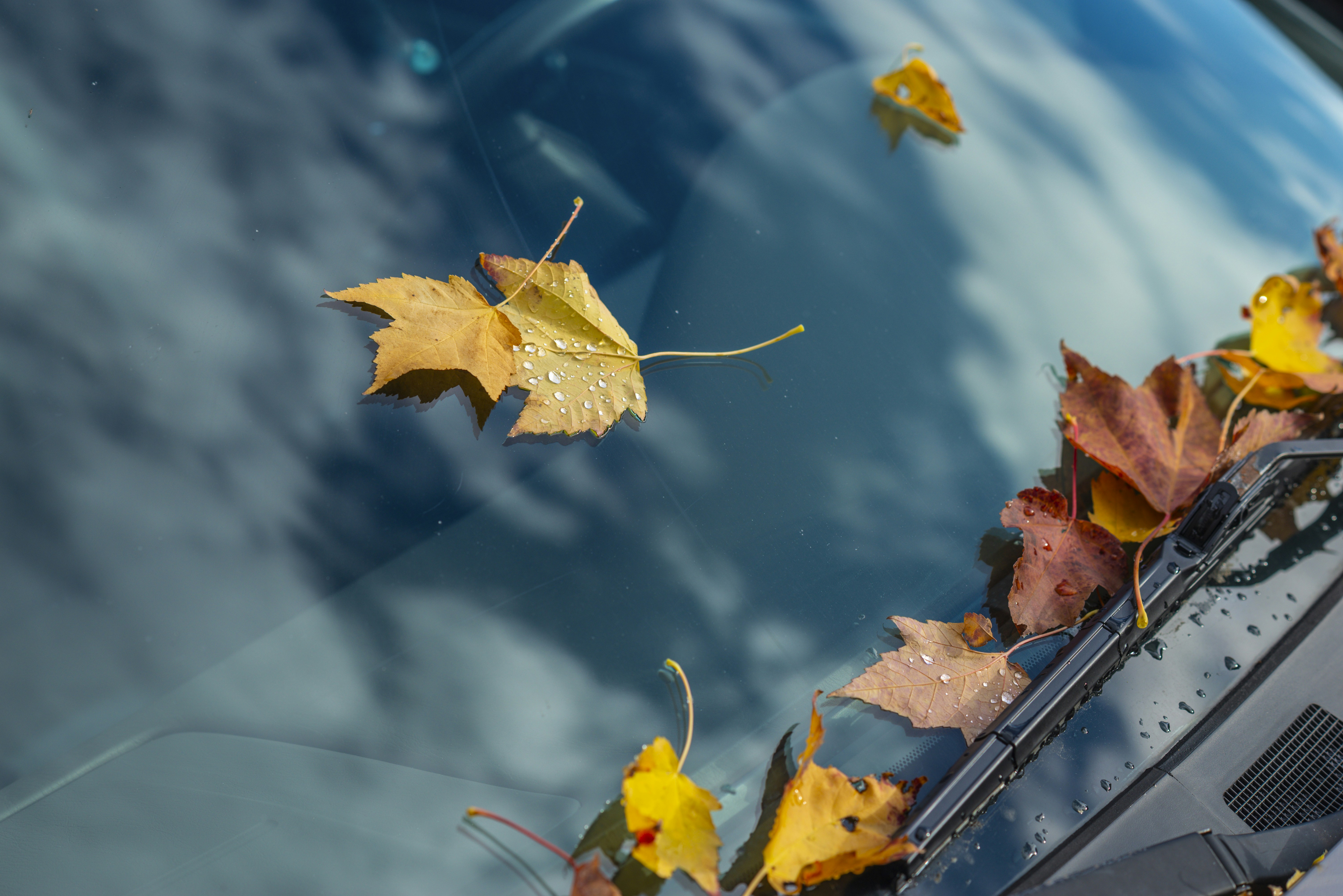 Autumn leaves on a car windshield with reflections.
