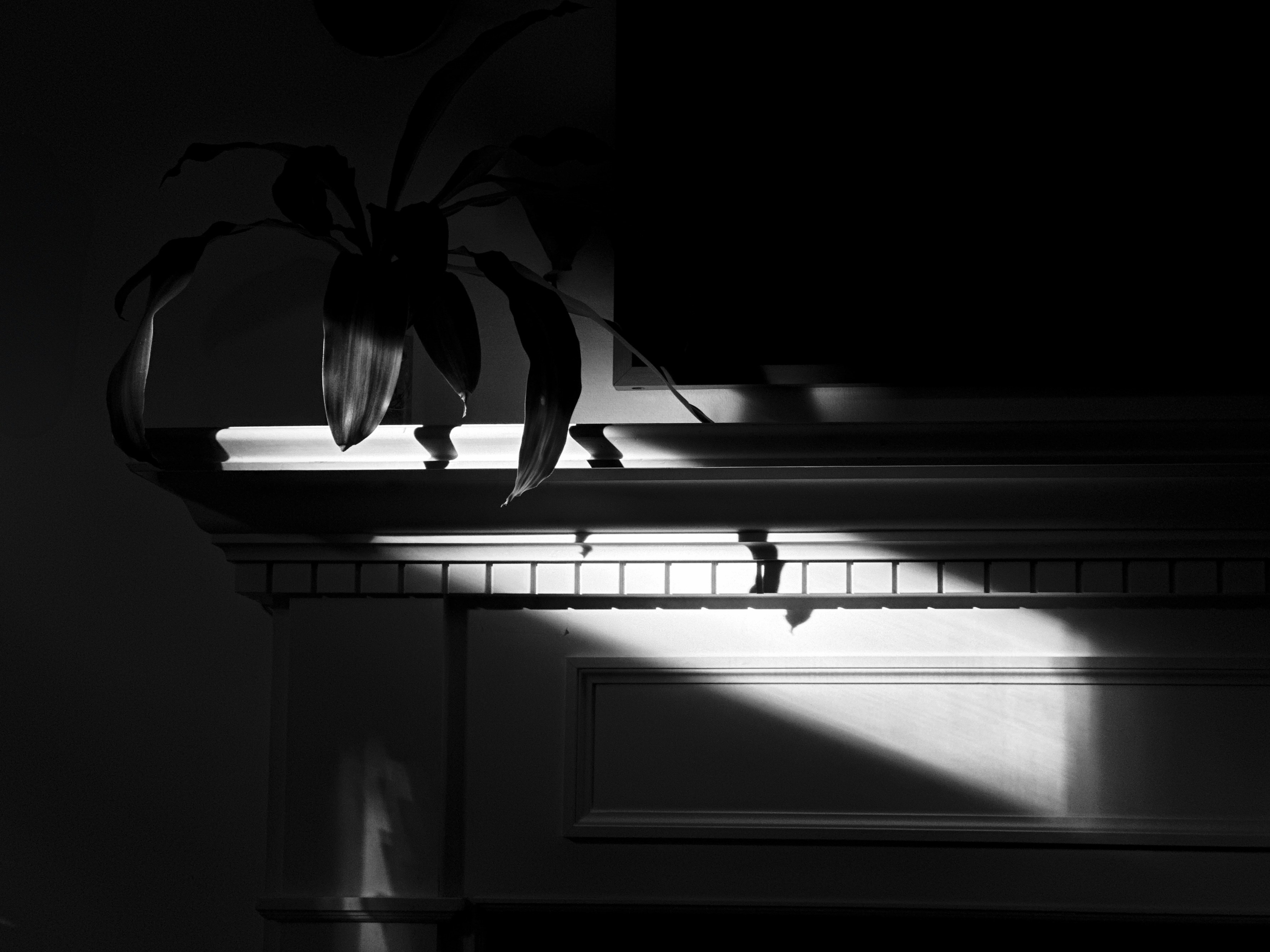 A plant sits on a mantle with dramatic lighting.