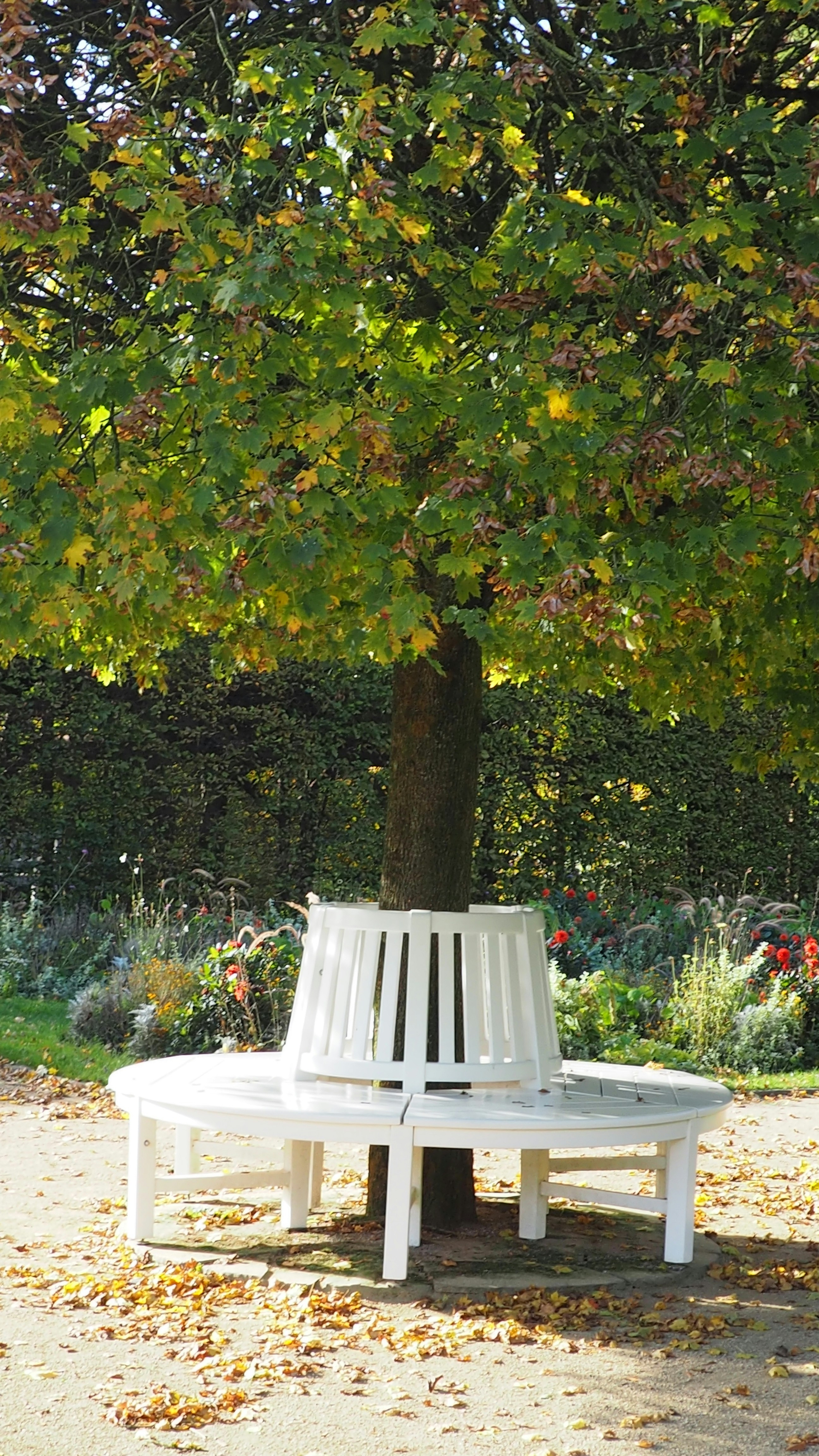 A circular bench surrounds a tree in a park.