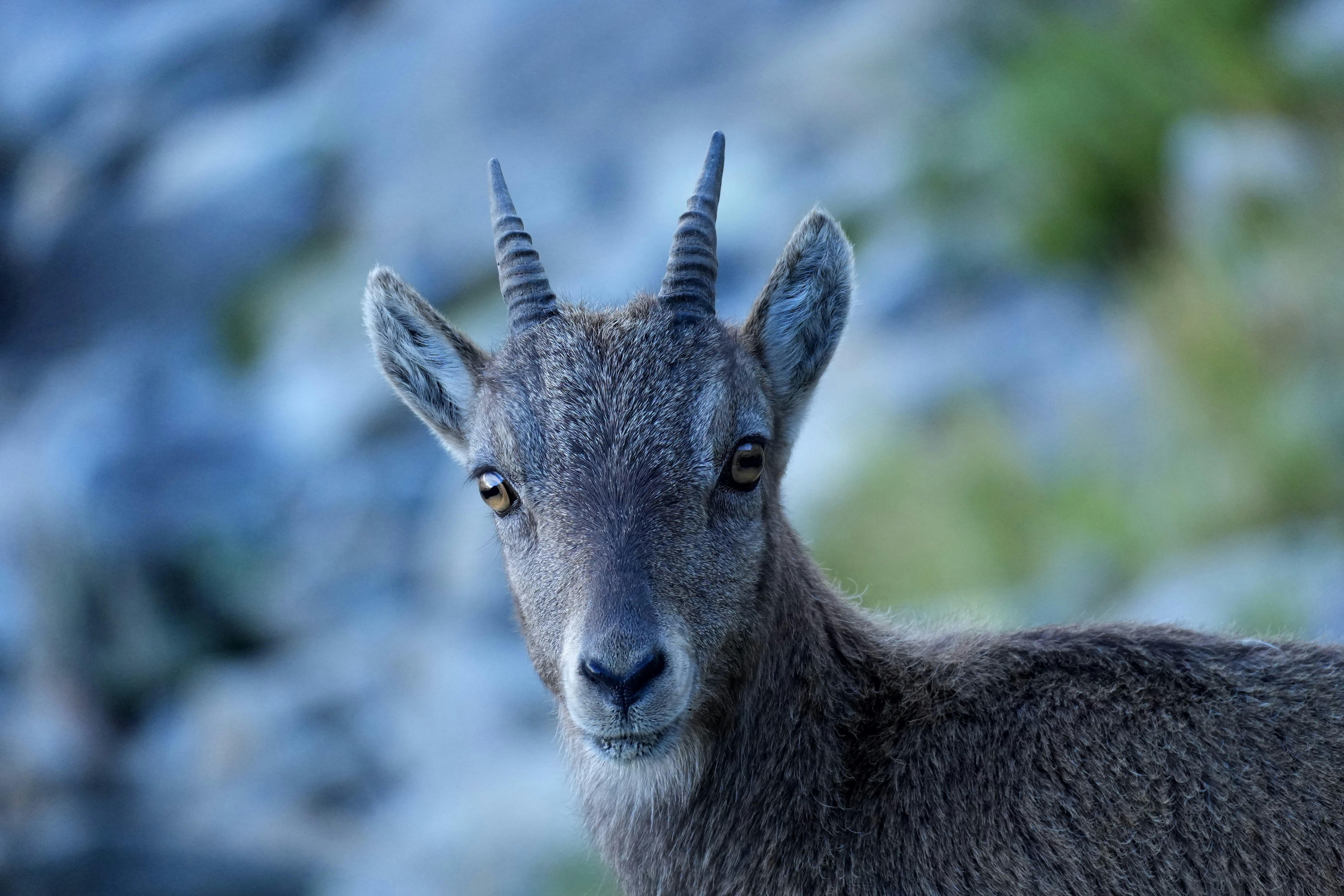 Photo by mmatschiner