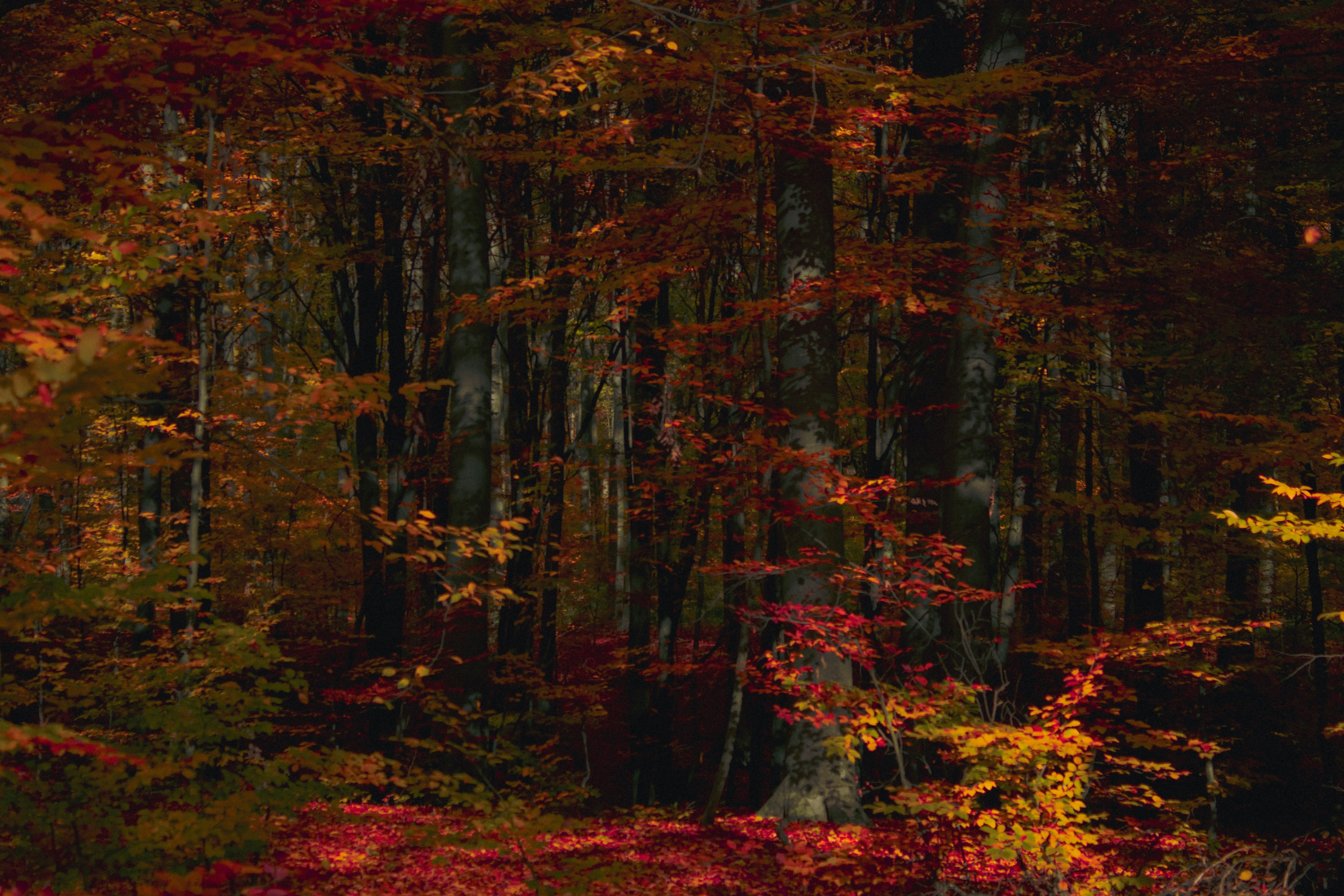 Photo by kolesnykyan