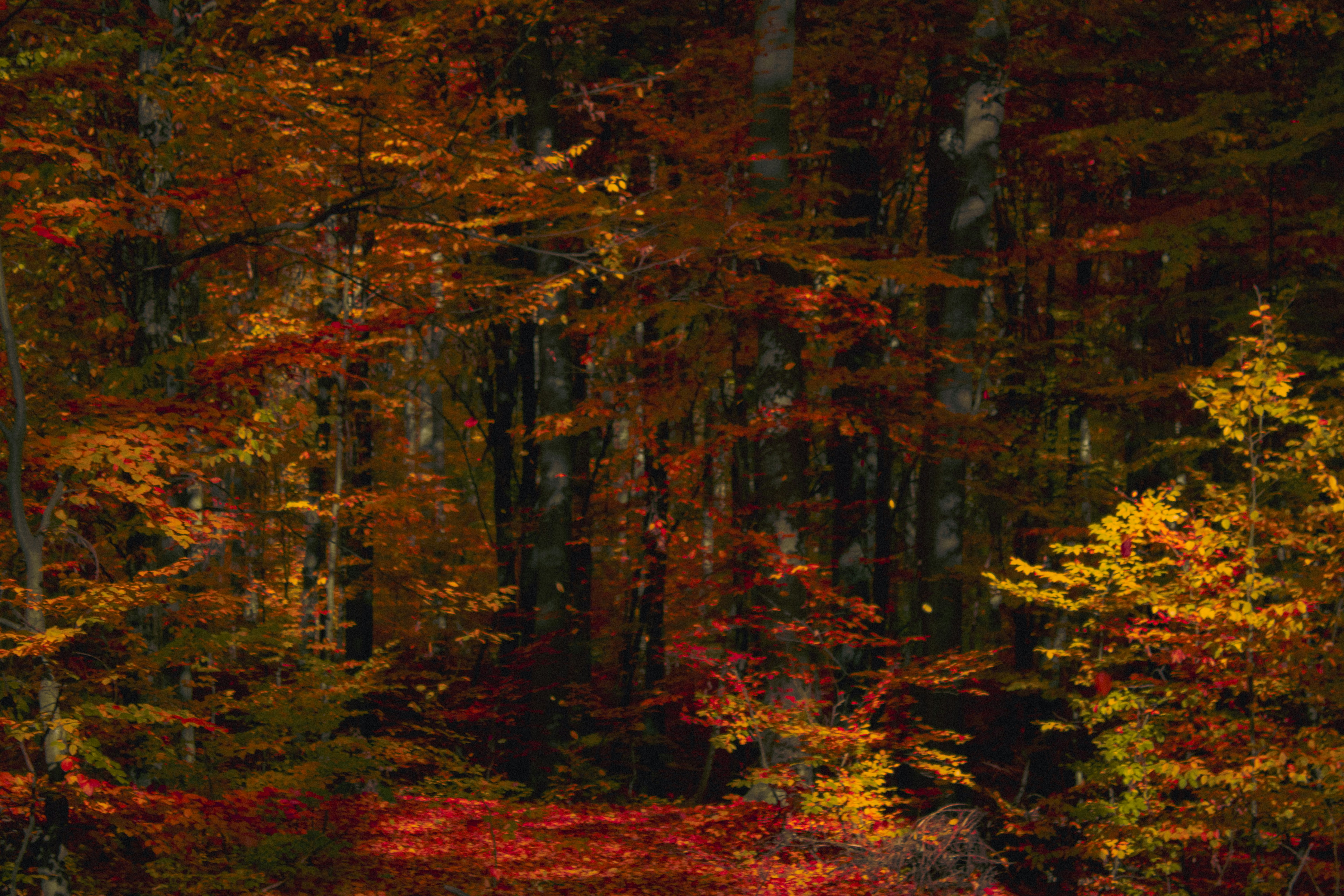 Photo by kolesnykyan