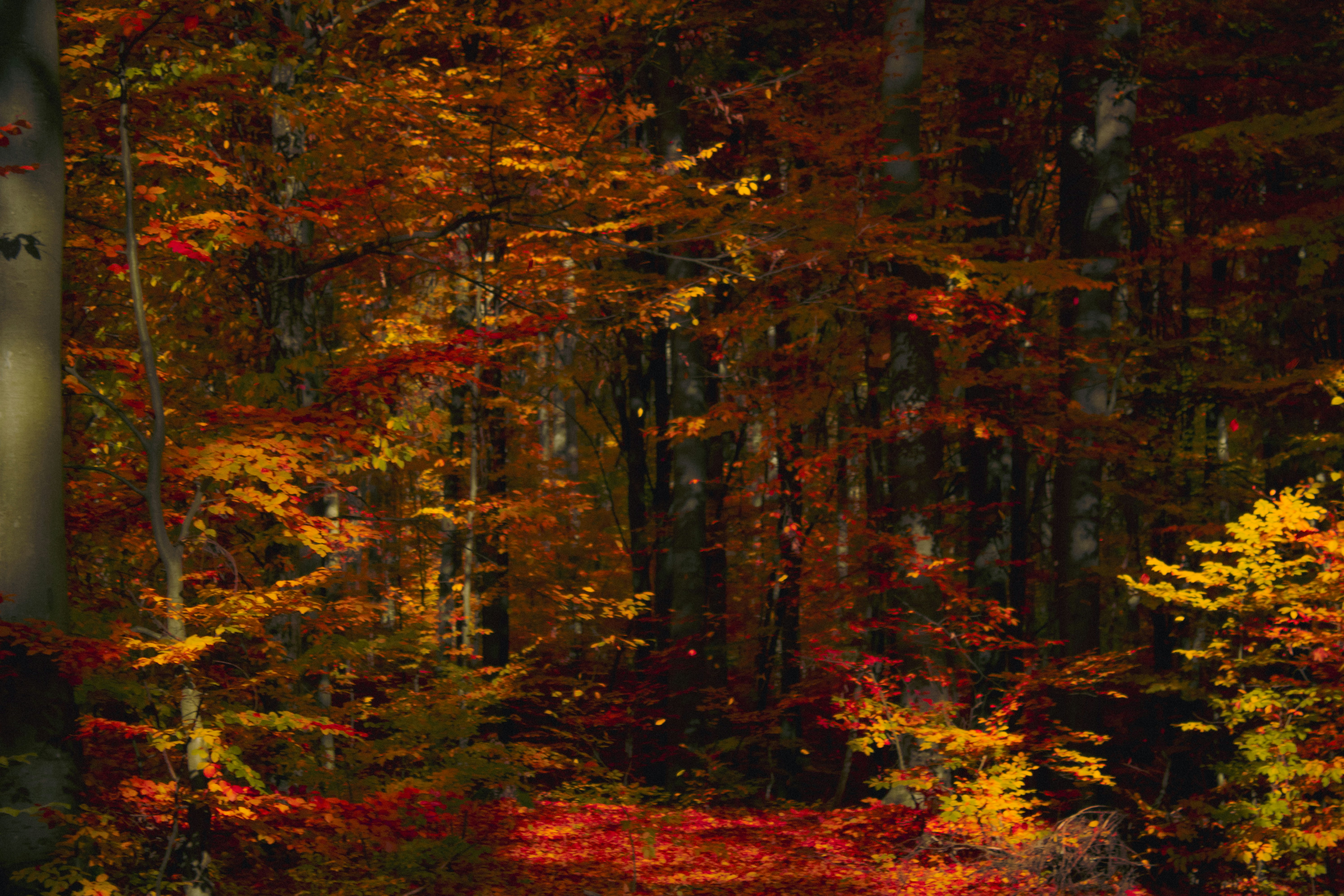 Photo by kolesnykyan