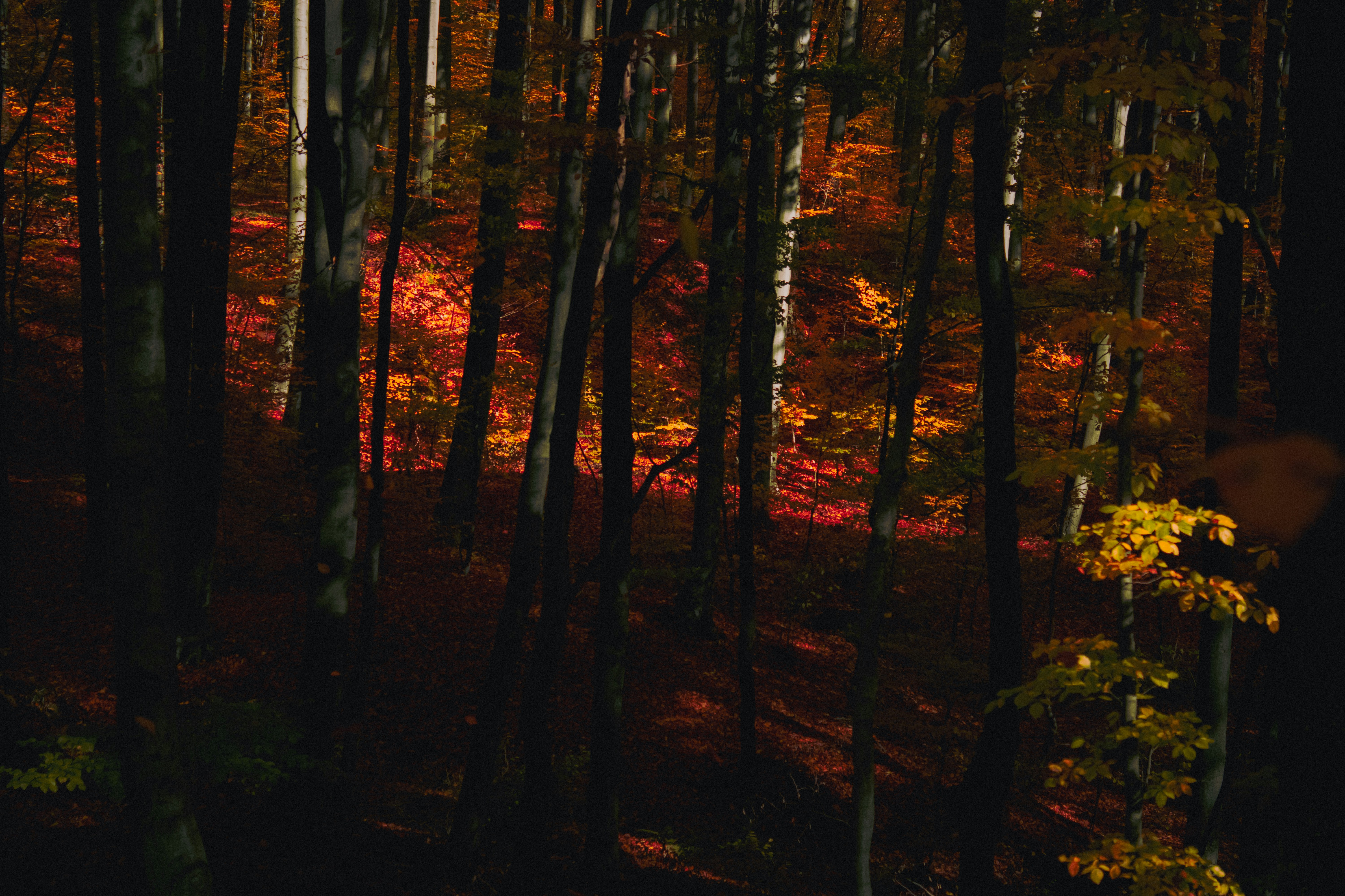 Photo by kolesnykyan