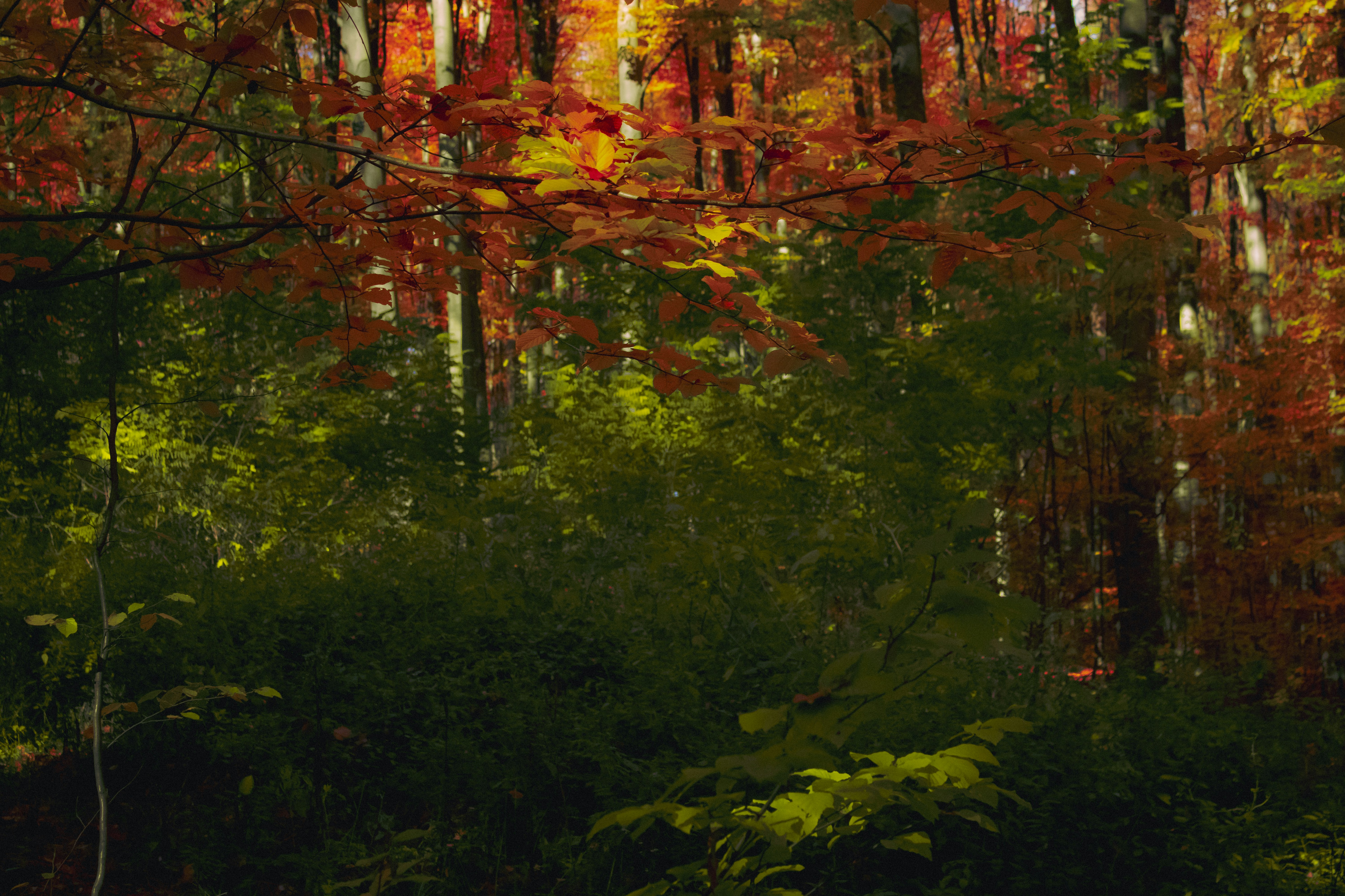 Photo by kolesnykyan