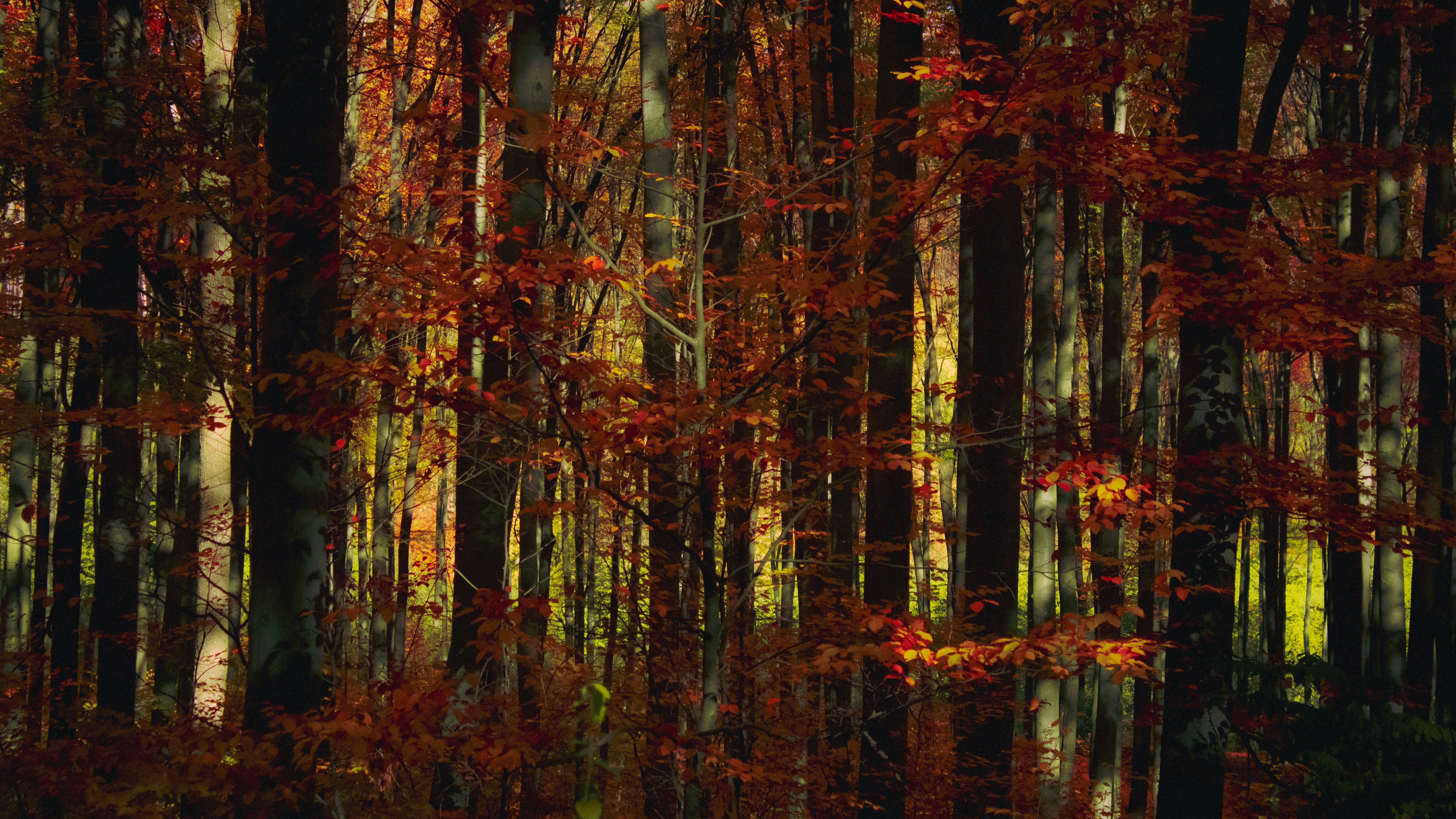 Photo by kolesnykyan