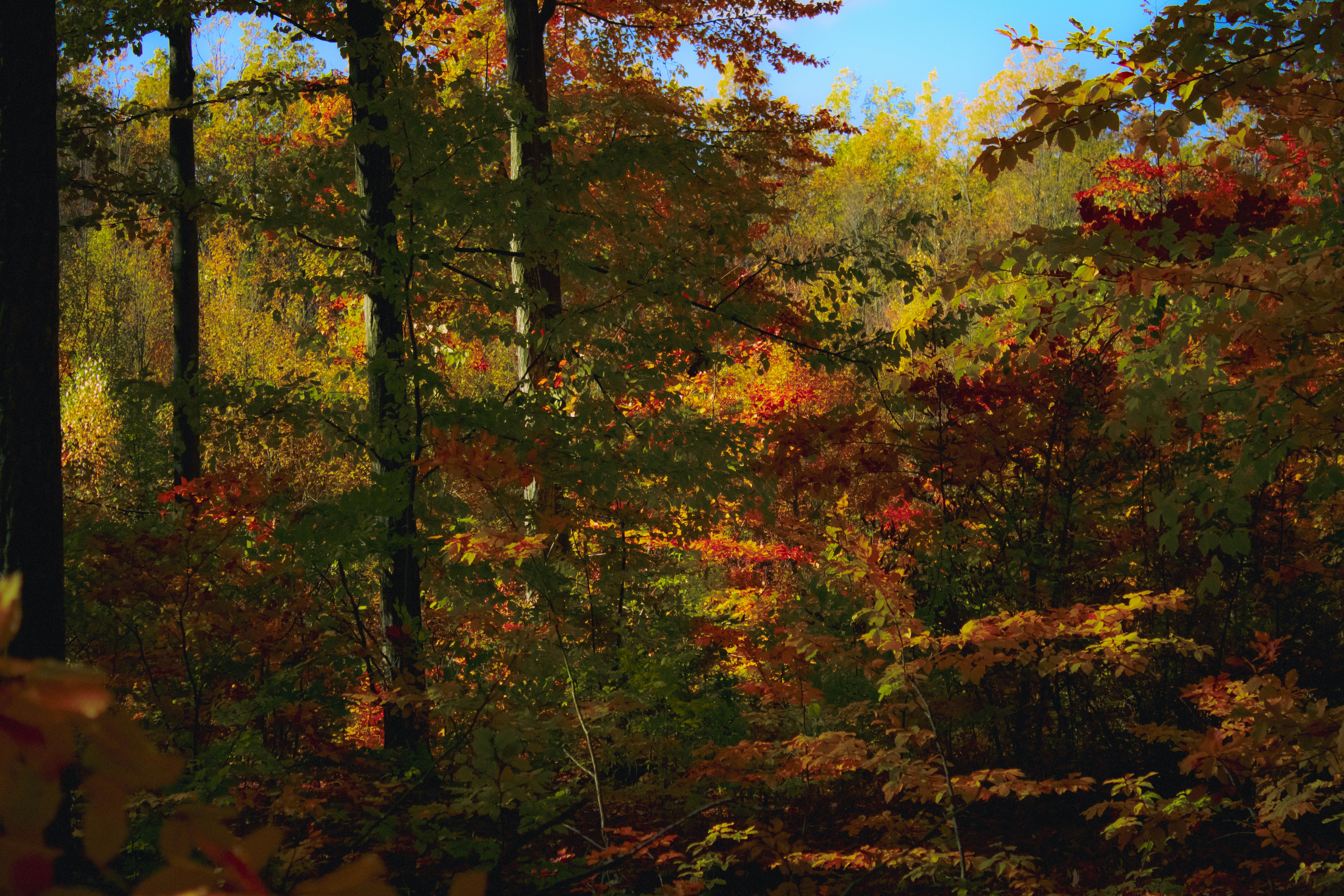 Photo by kolesnykyan