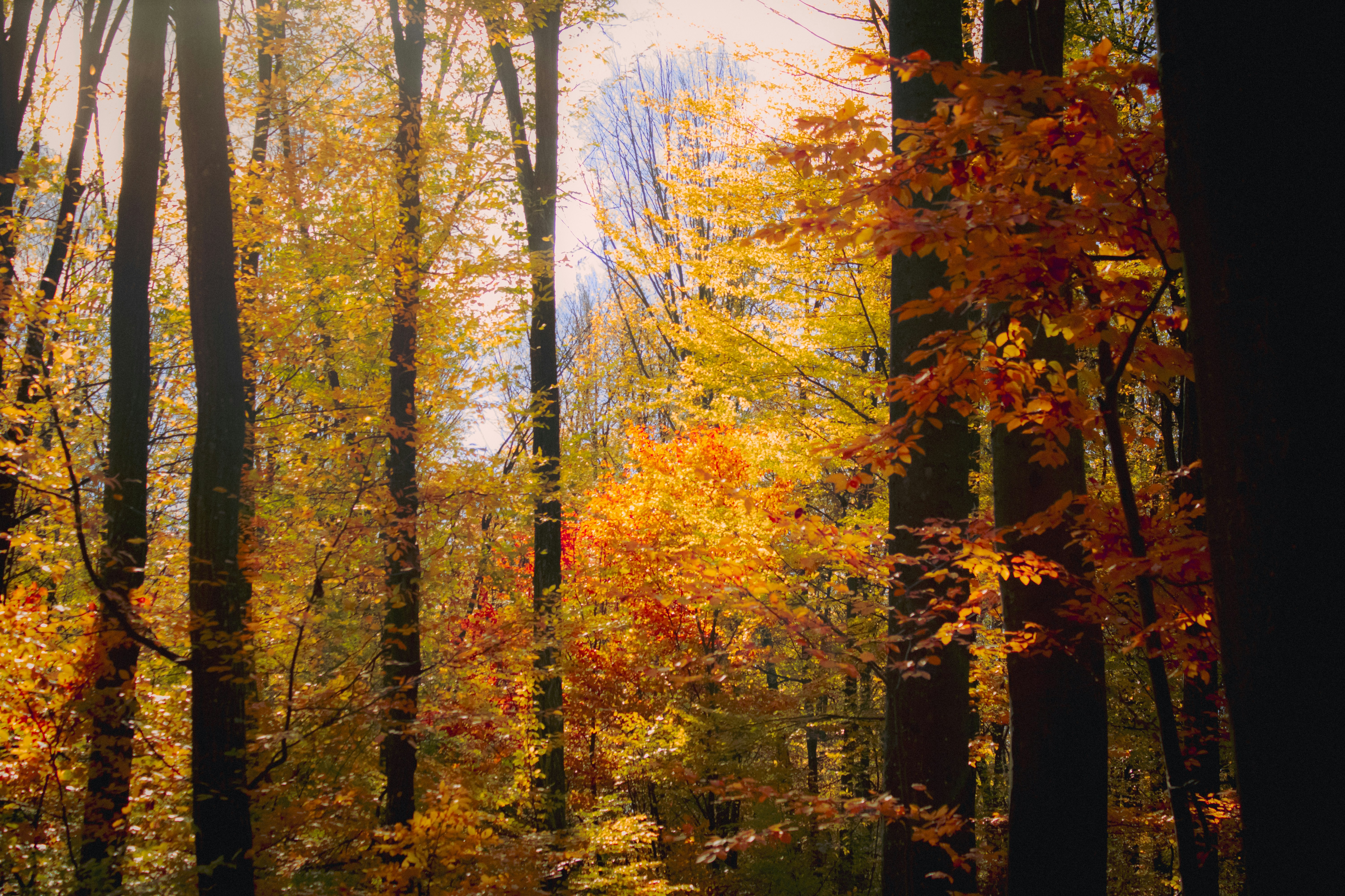 Photo by kolesnykyan