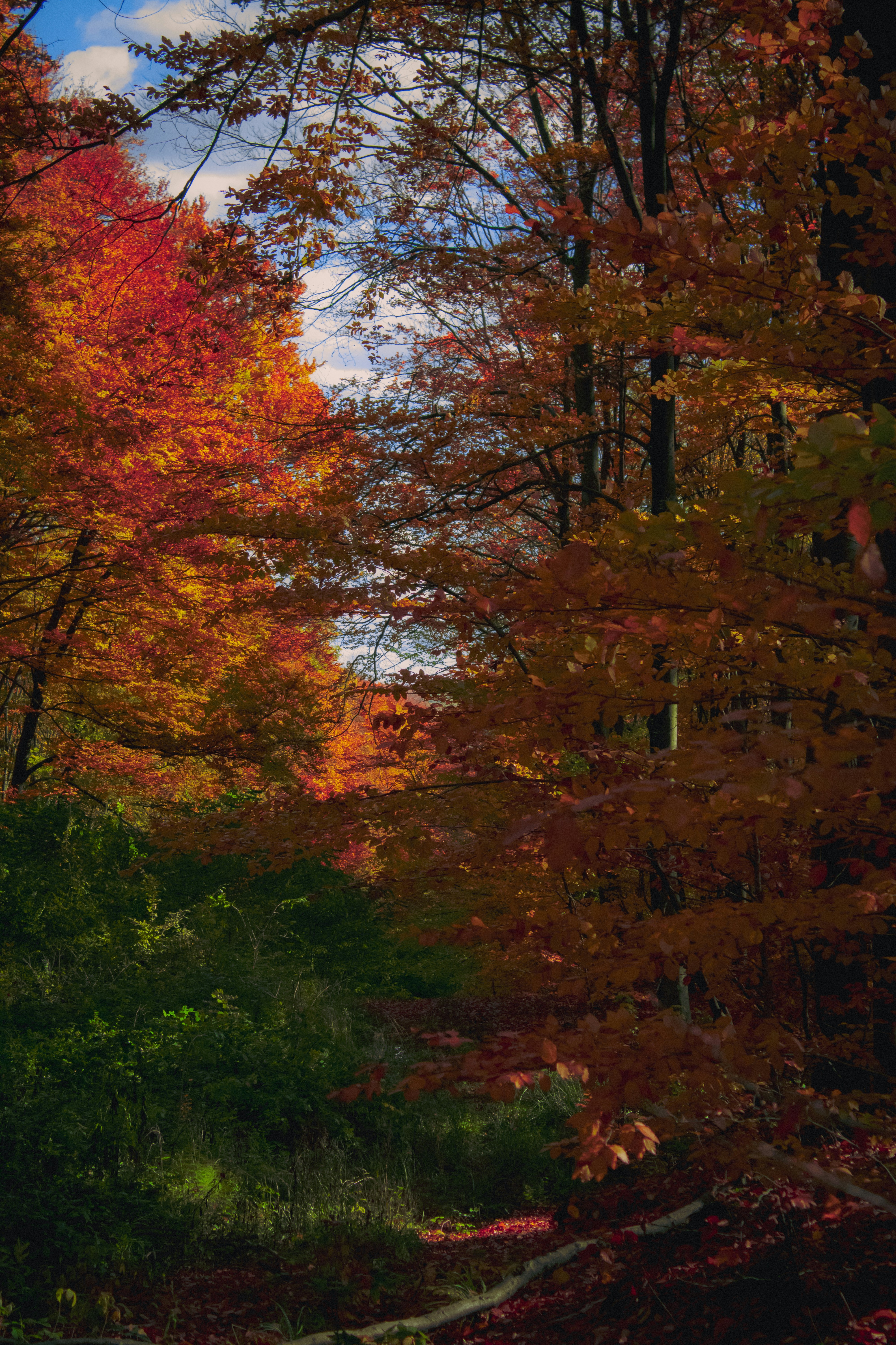 Photo by kolesnykyan