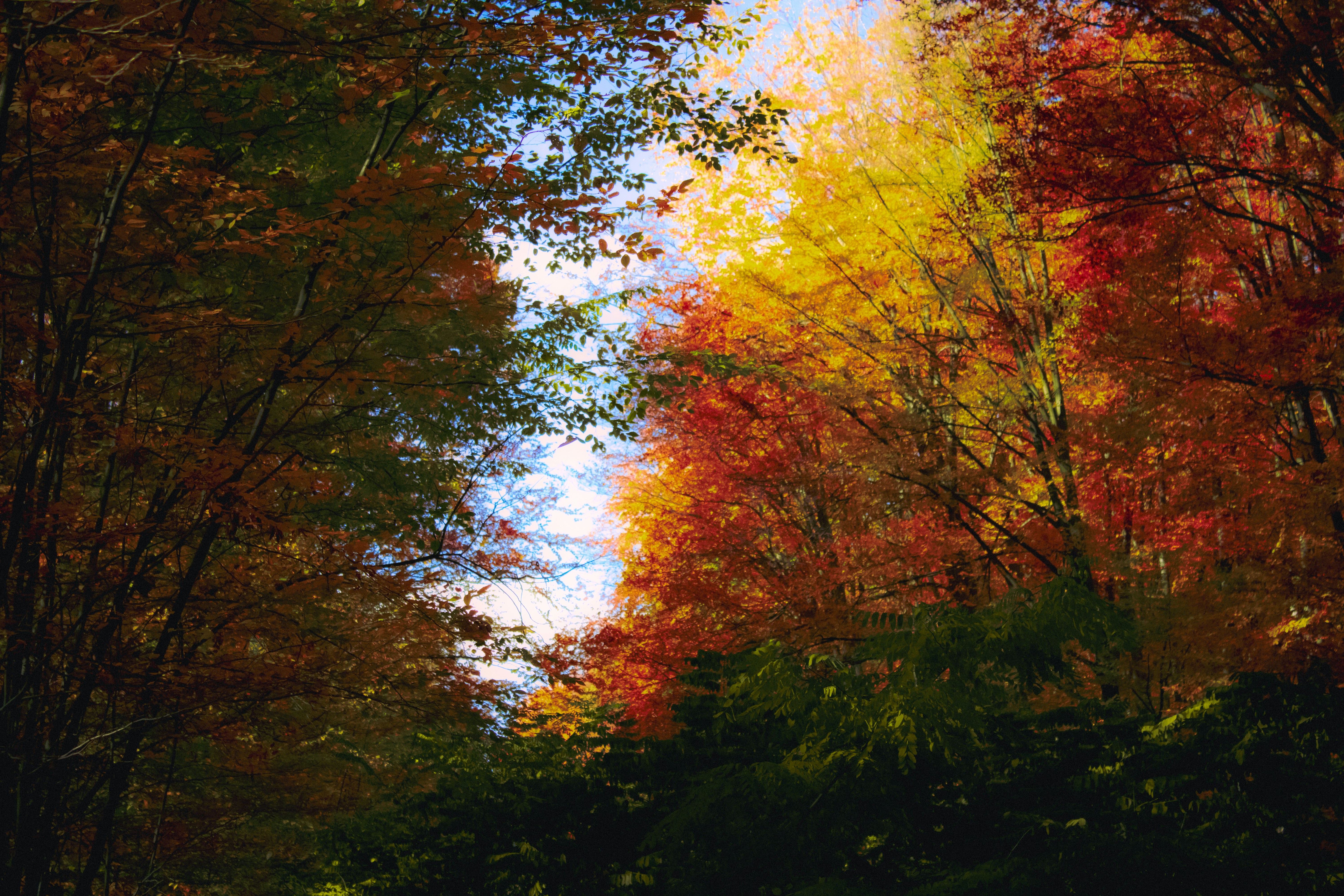 Photo by kolesnykyan