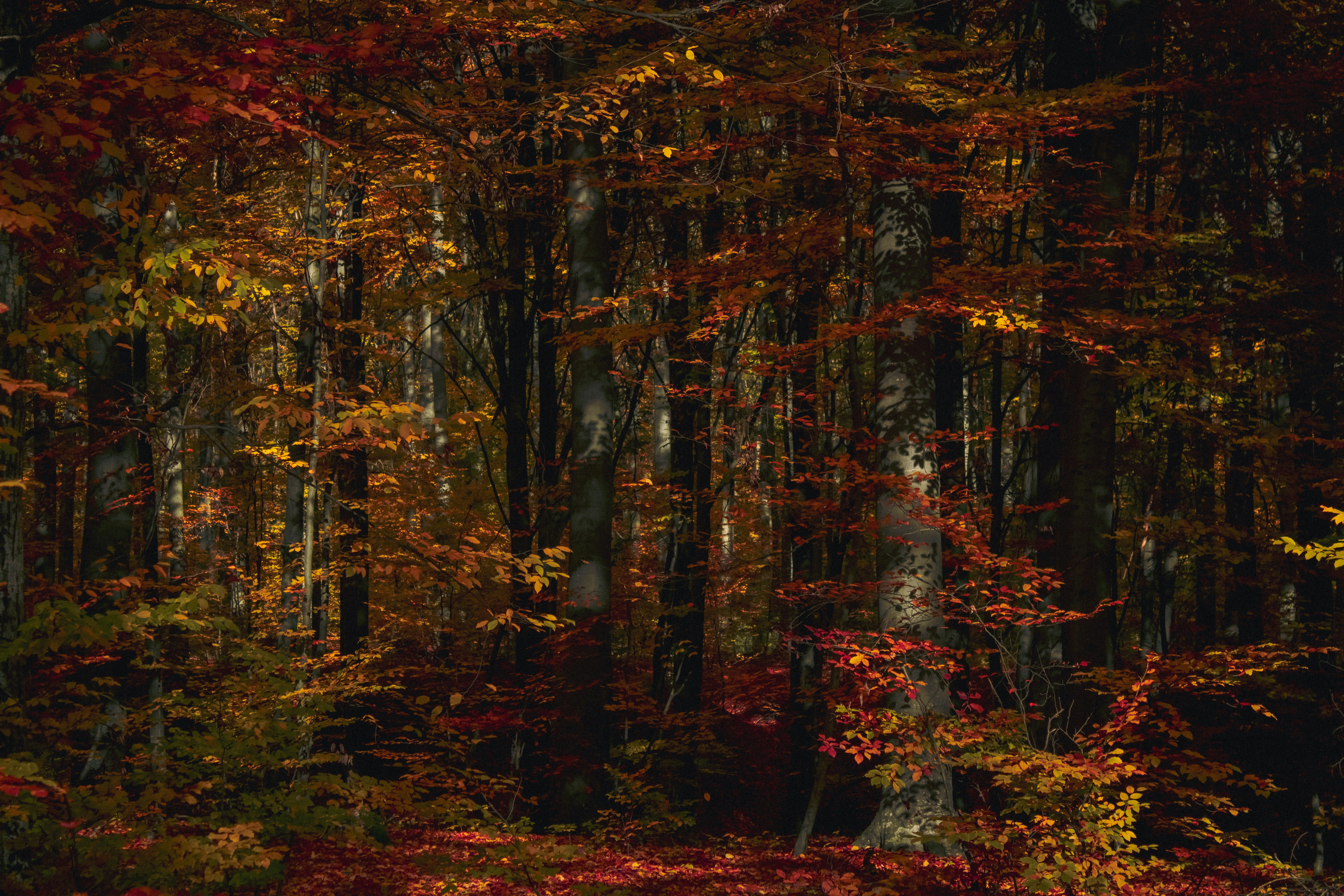 Photo by kolesnykyan