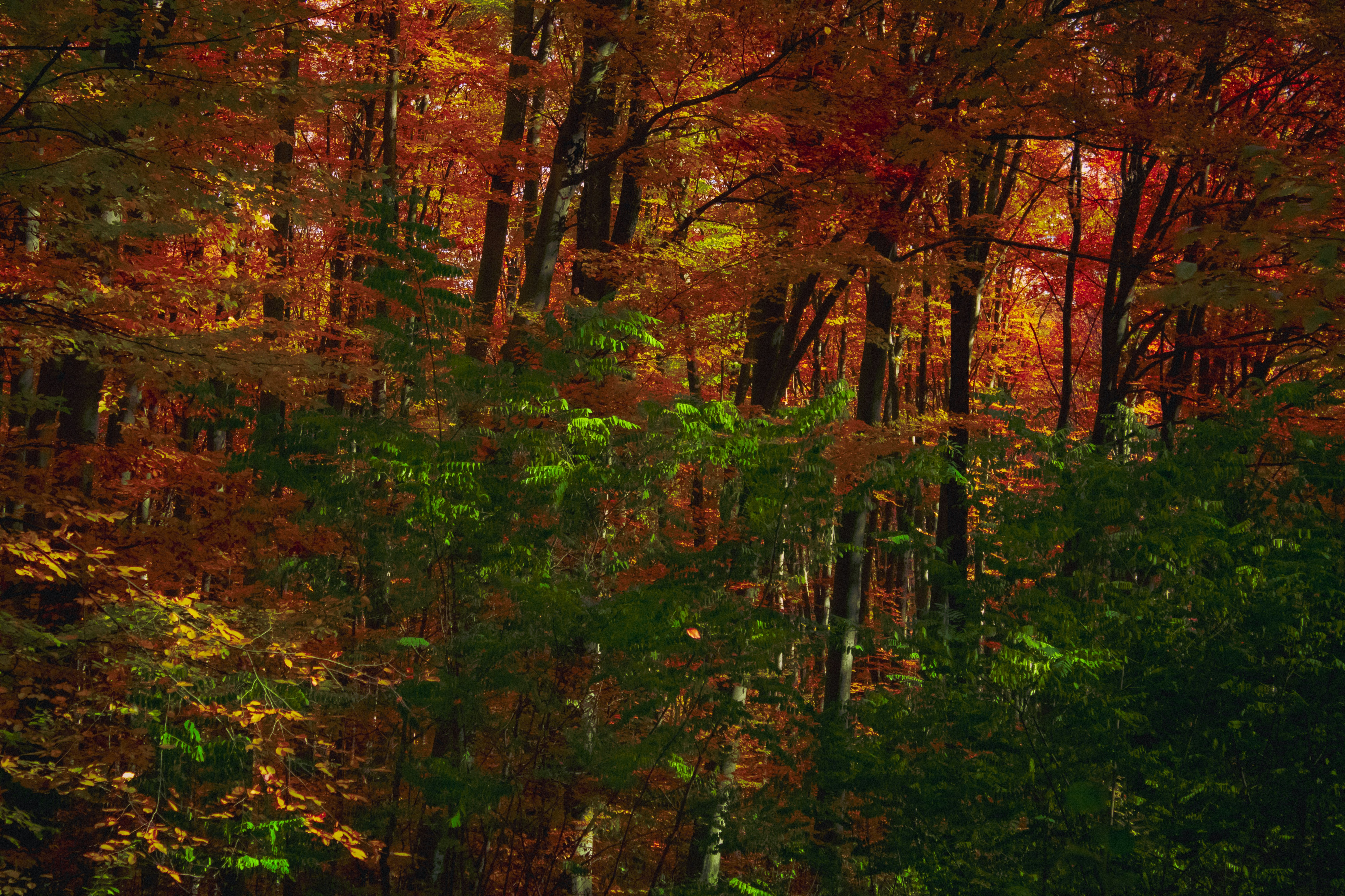 Photo by kolesnykyan