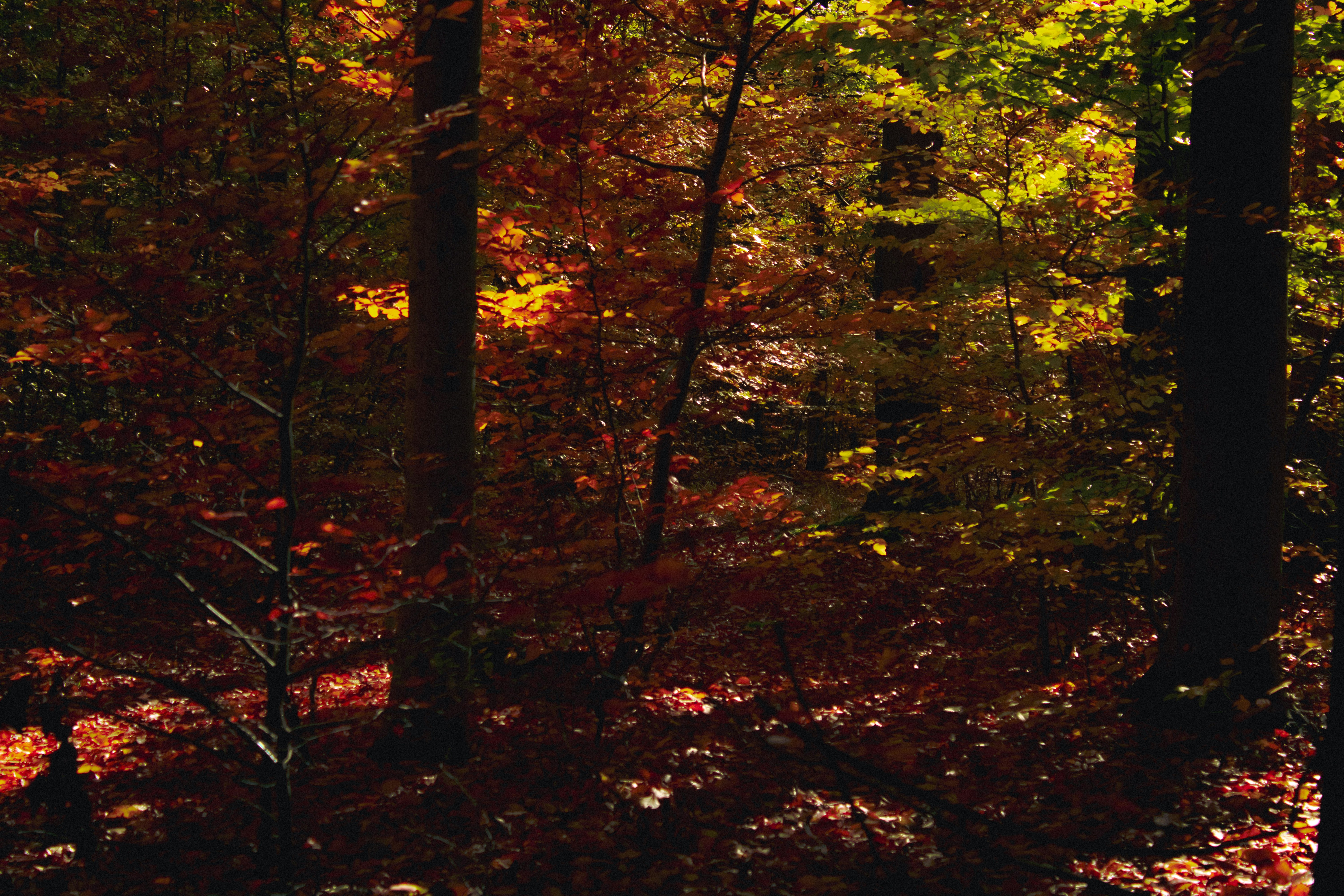 Photo by kolesnykyan