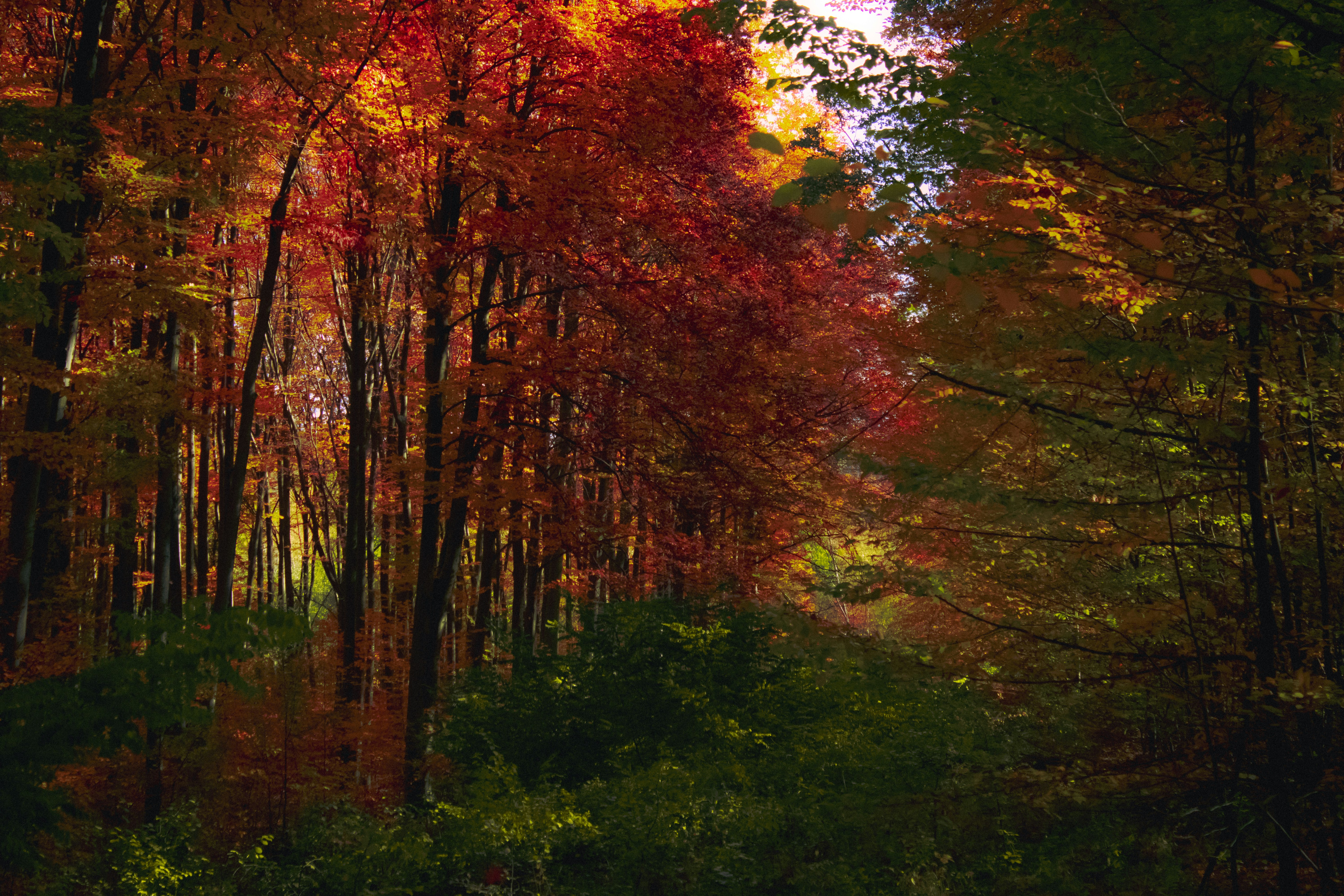 Photo by kolesnykyan