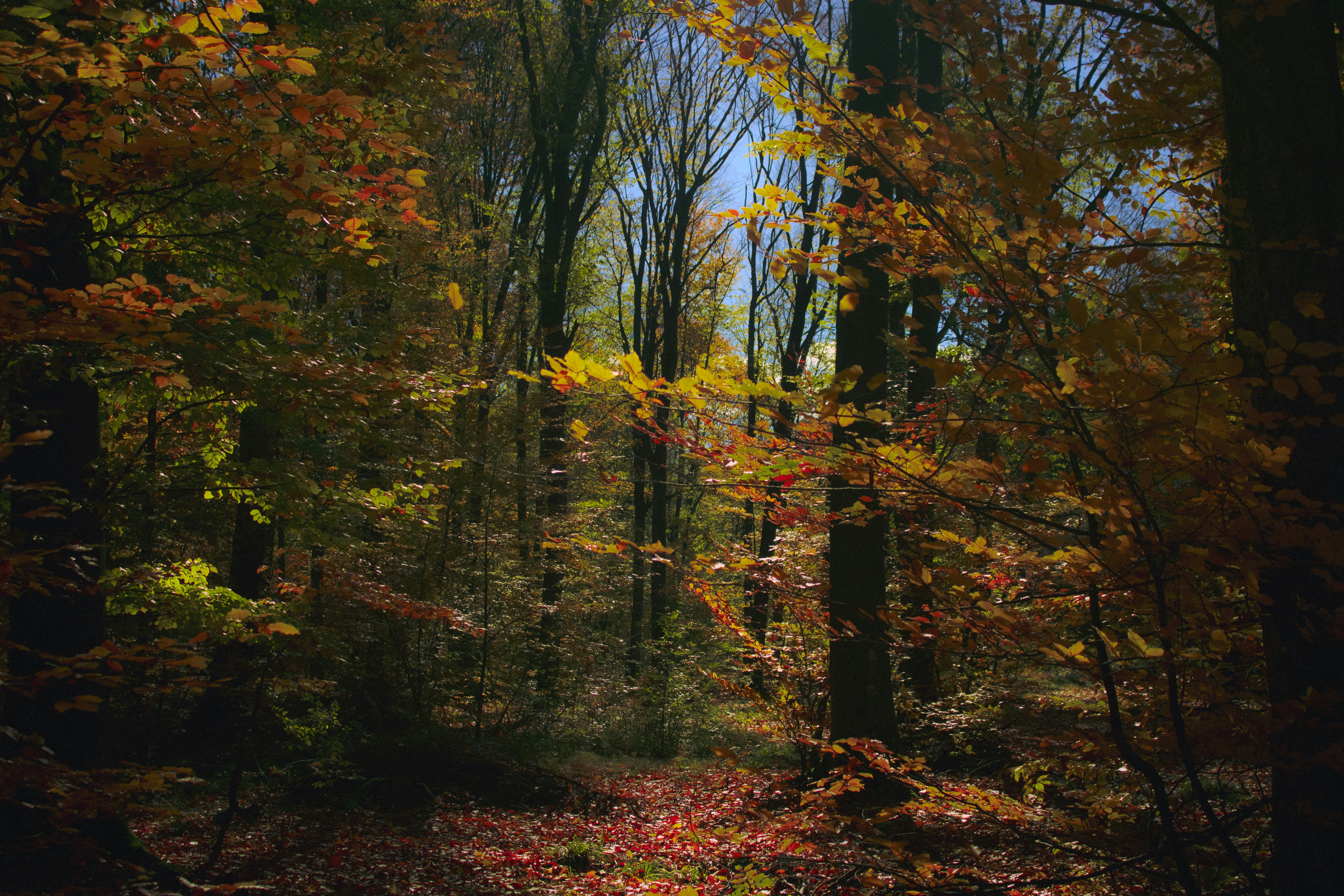 Photo by kolesnykyan