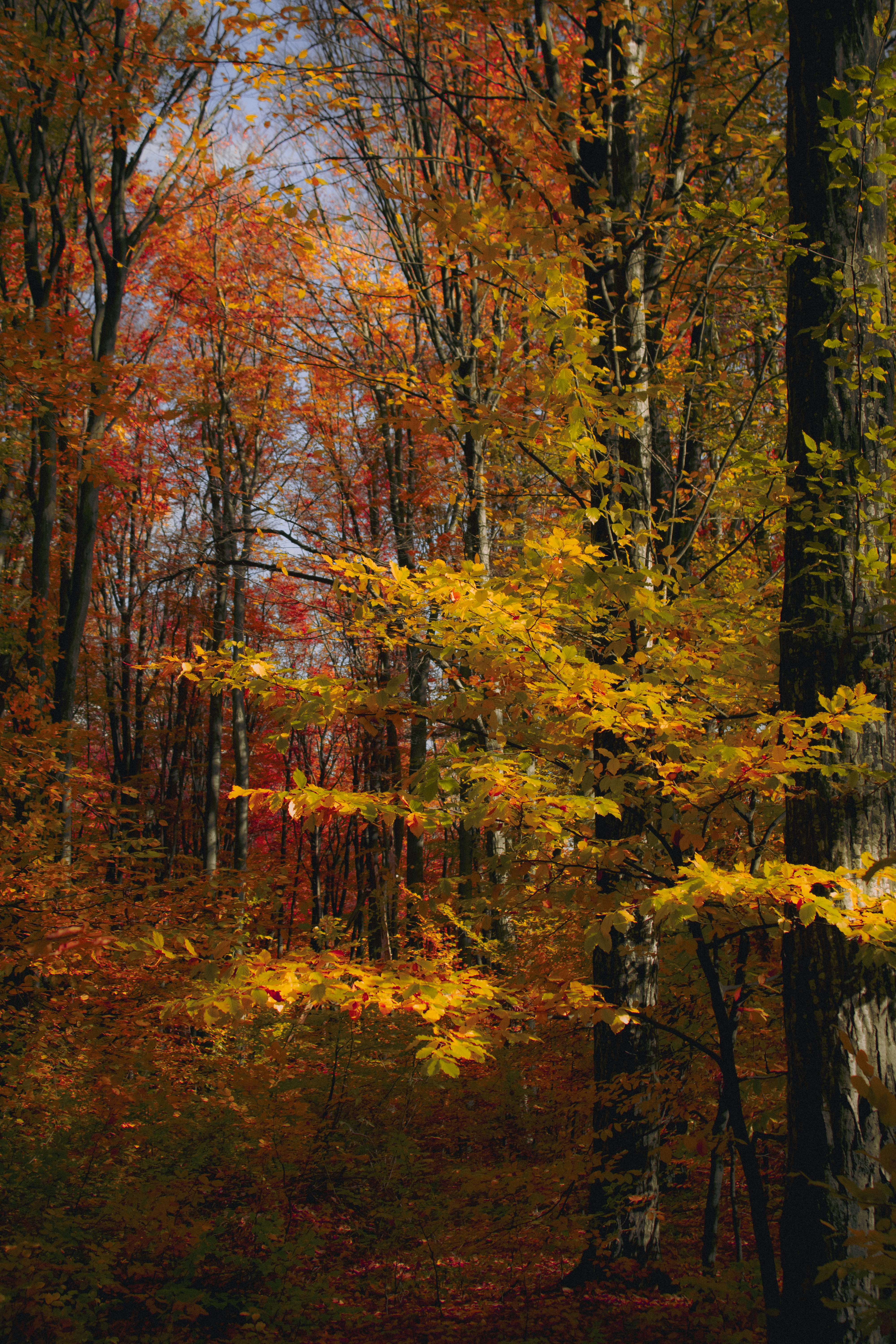 Photo by kolesnykyan