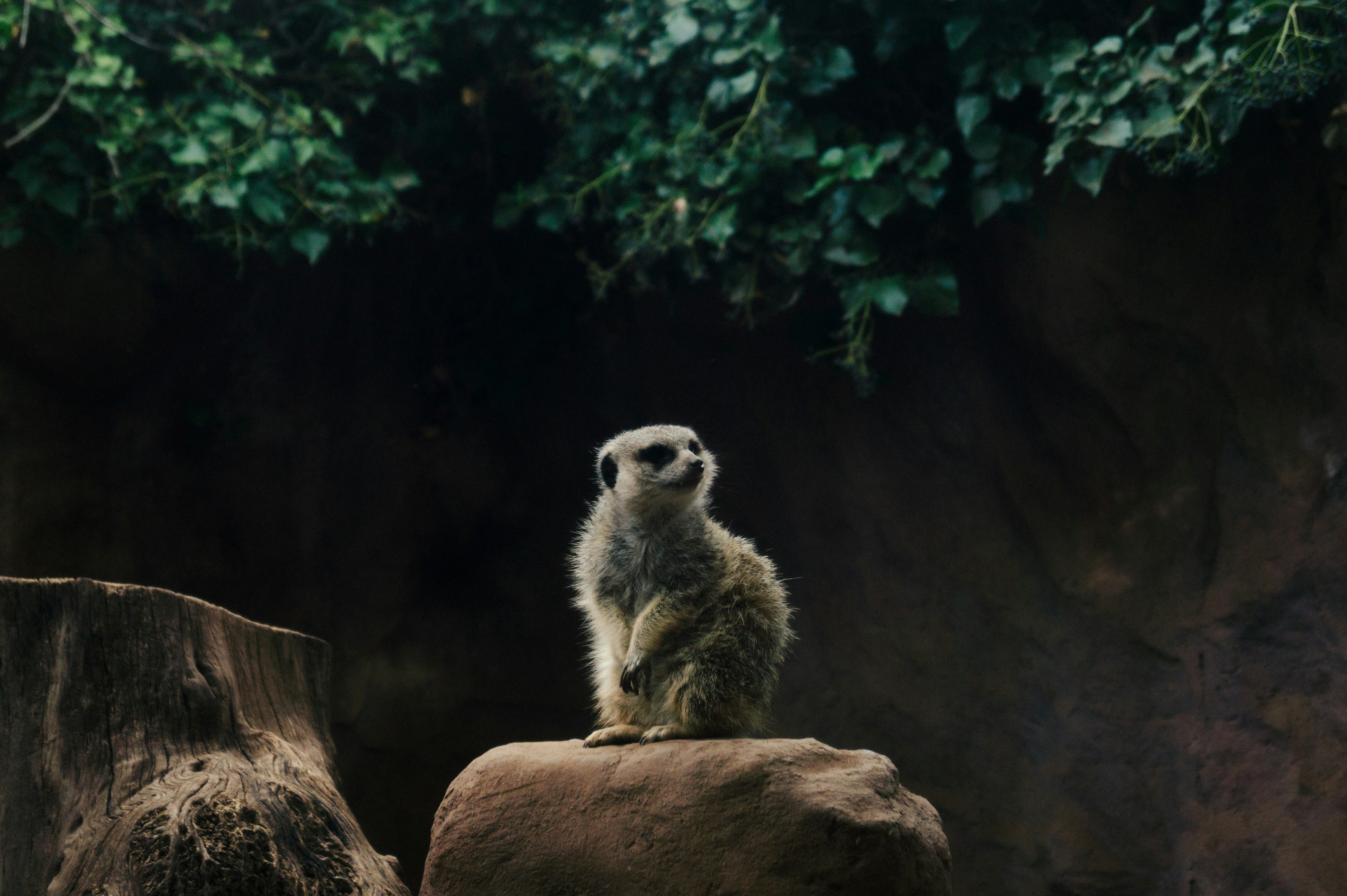 Seekor meerkat berdiri waspada di atas batu.