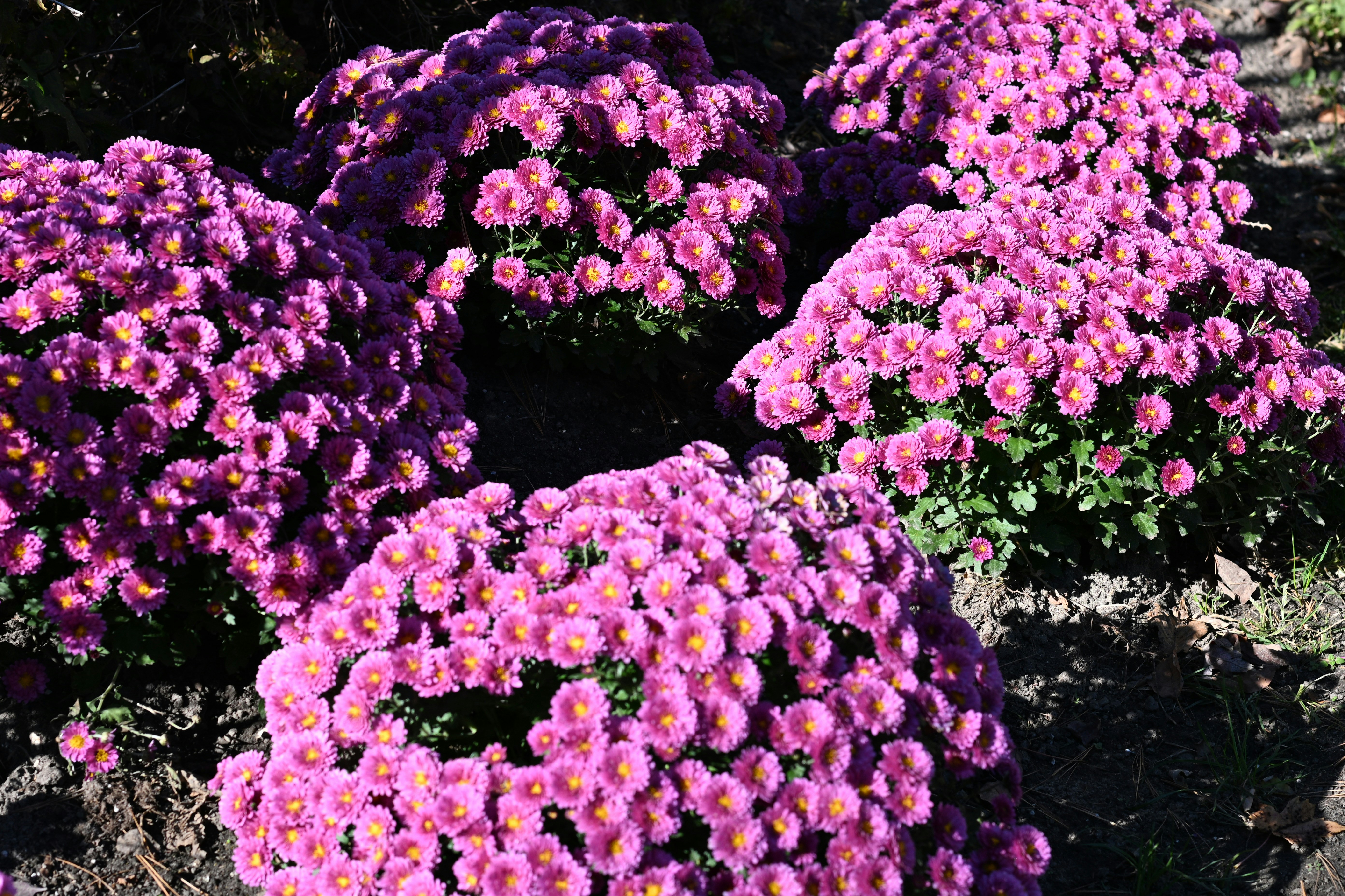 Vibrant Purple Flowers