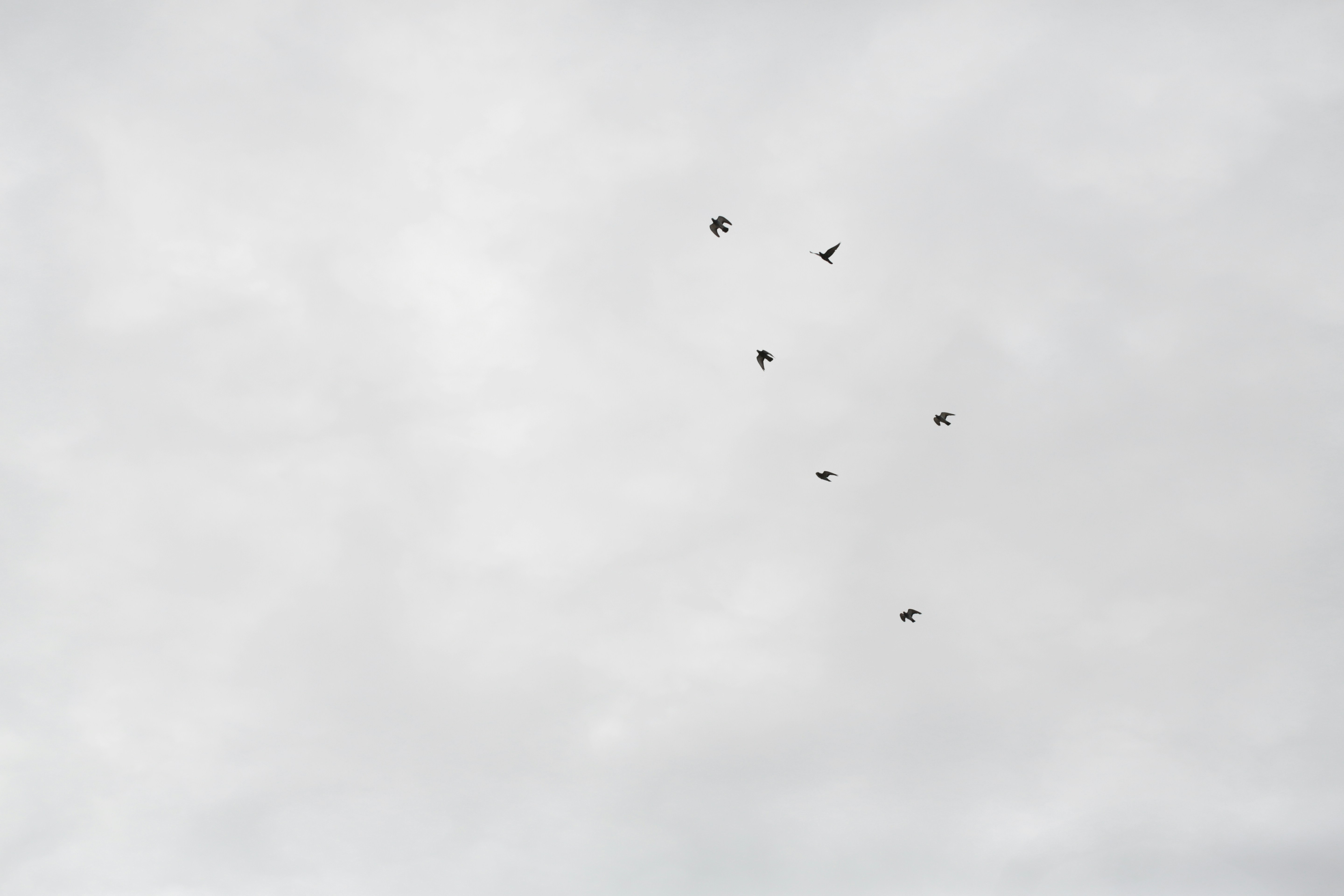 Feature Deep Dive: Live Schema Updates and Zero-Downtime Migrations